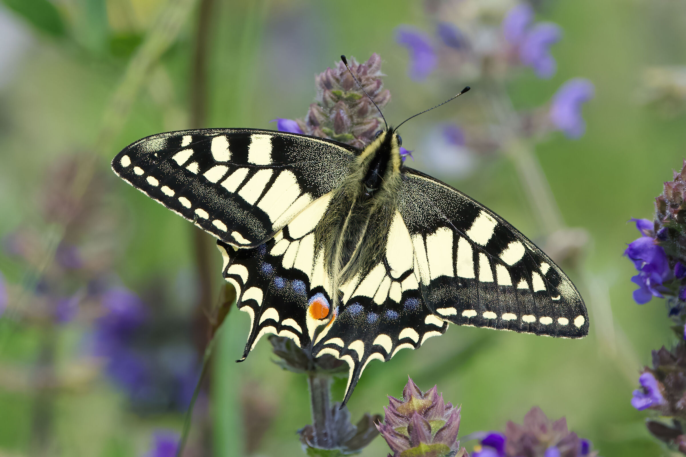 Papilio machaon