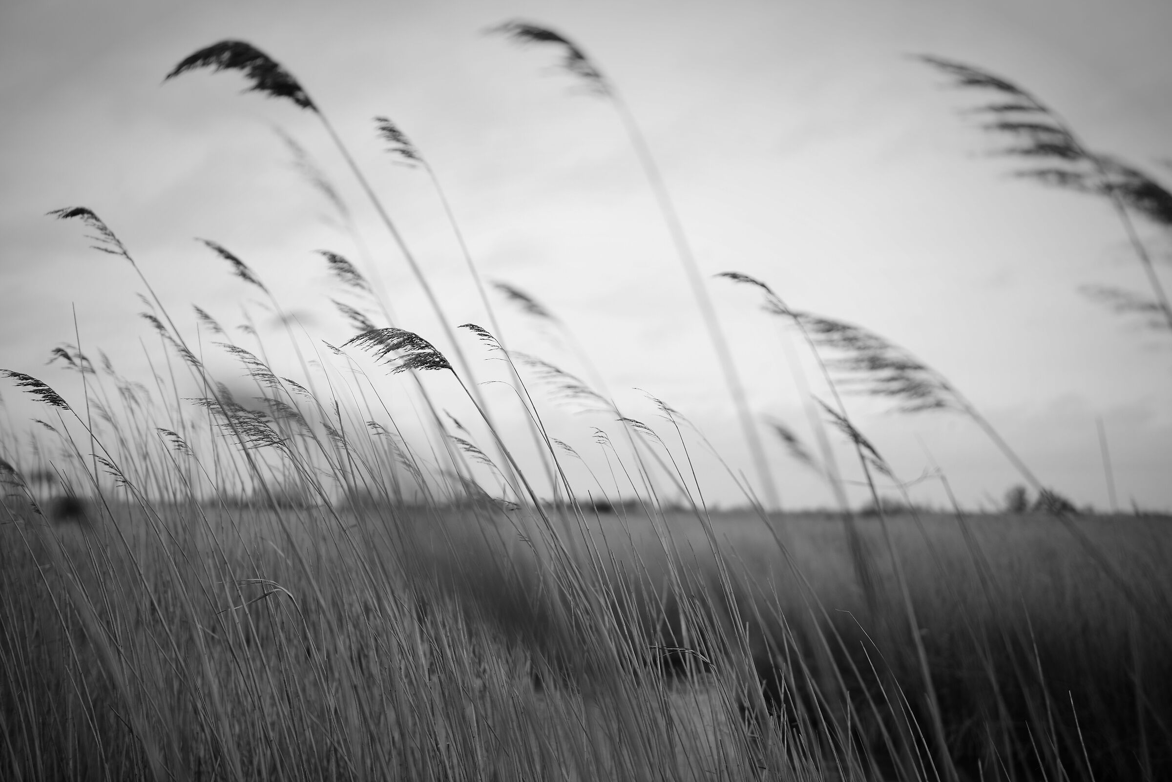 Camargue National Park