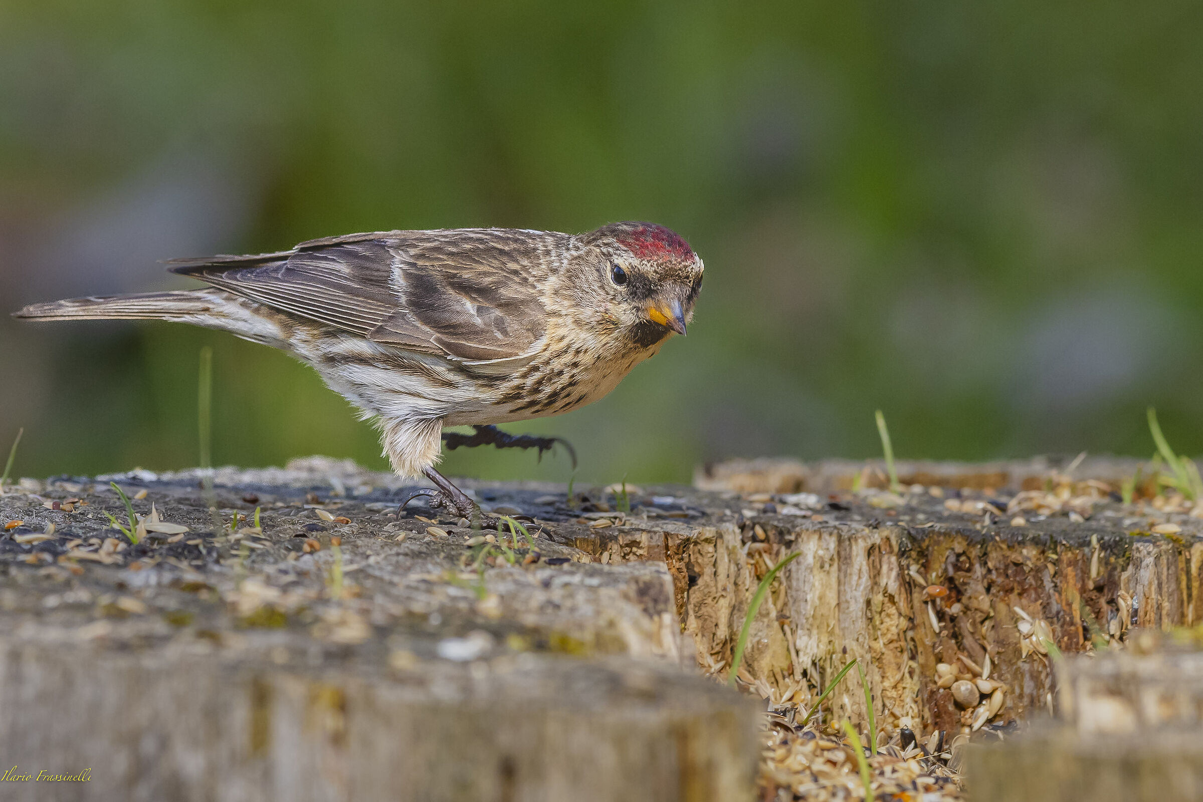 Redpoll