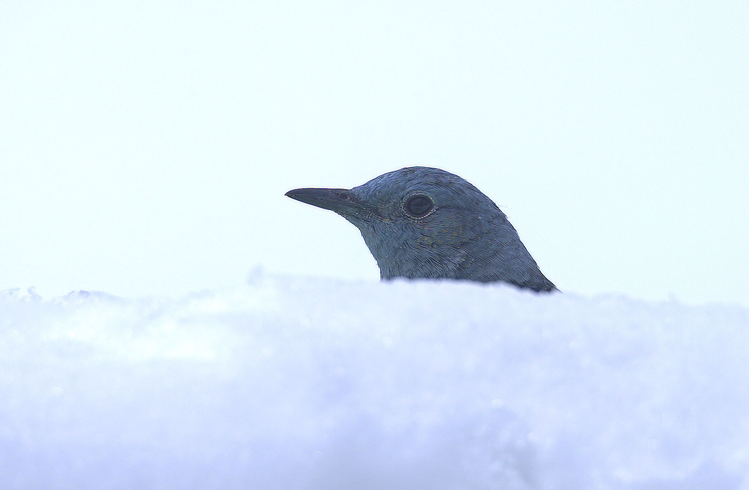 Male thrush peeking out in the snow