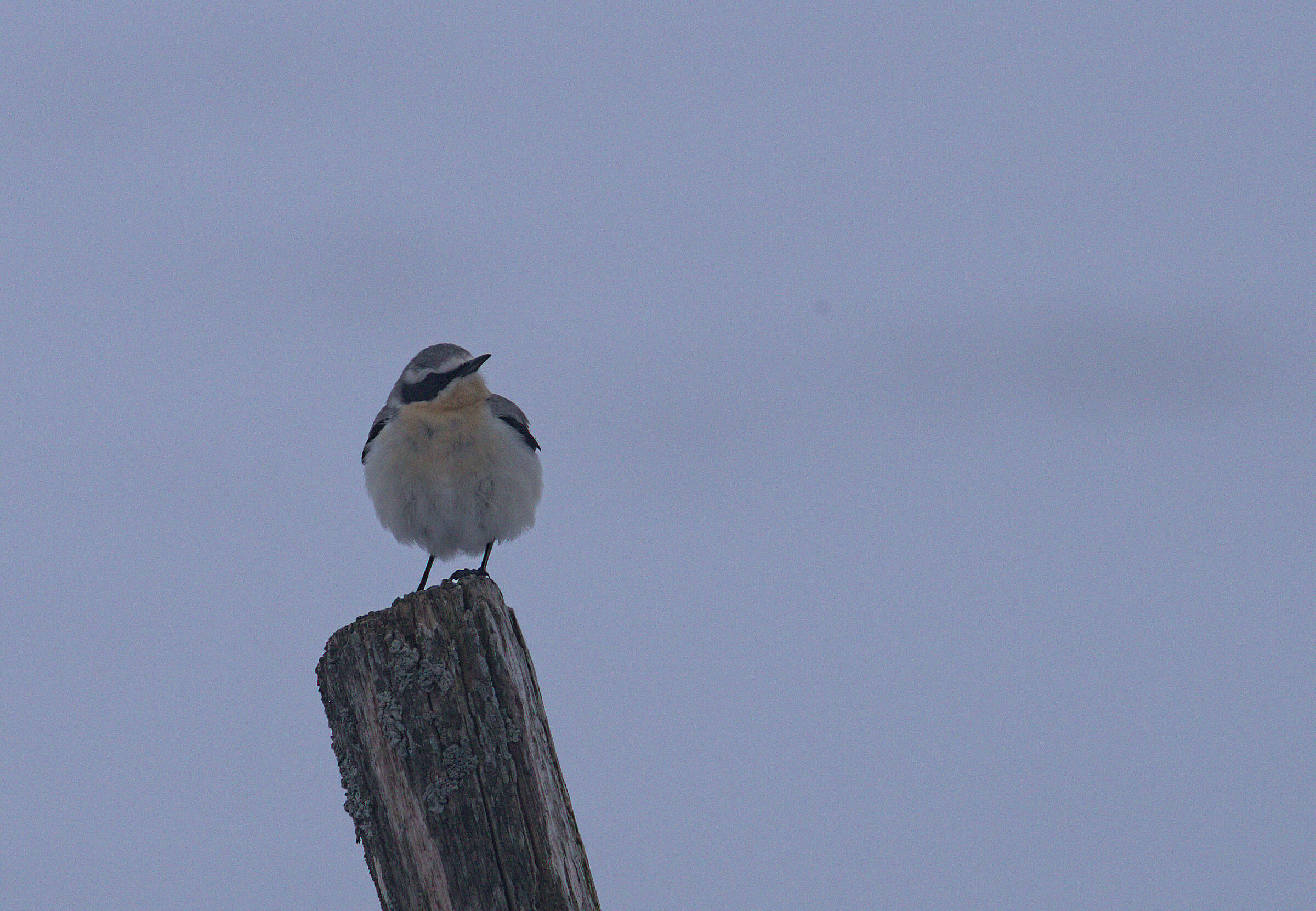 Culbianco maschio nella neve