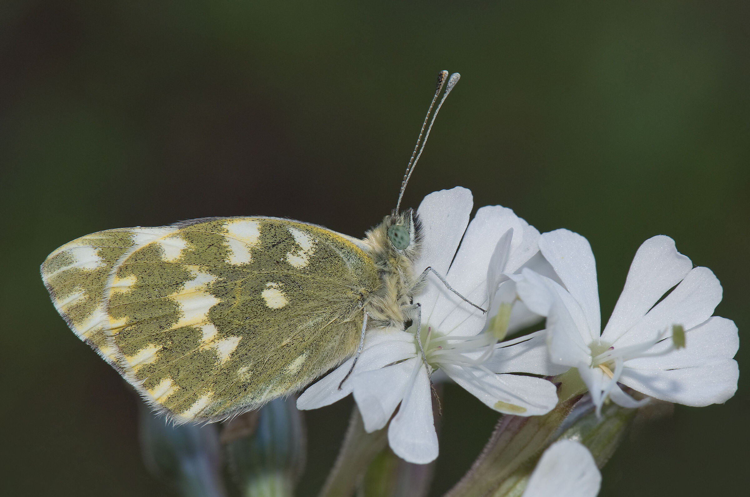 Pontia edusa