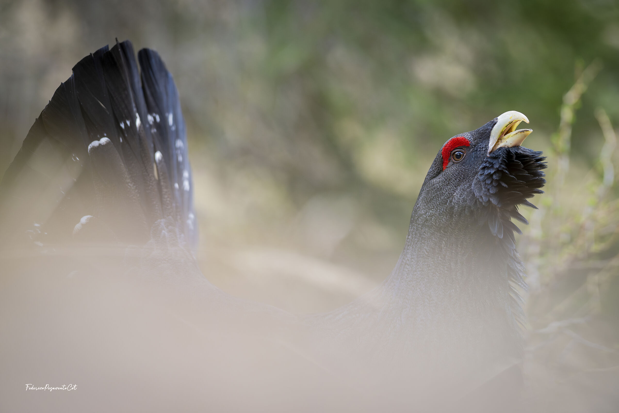 Gallo cedrone