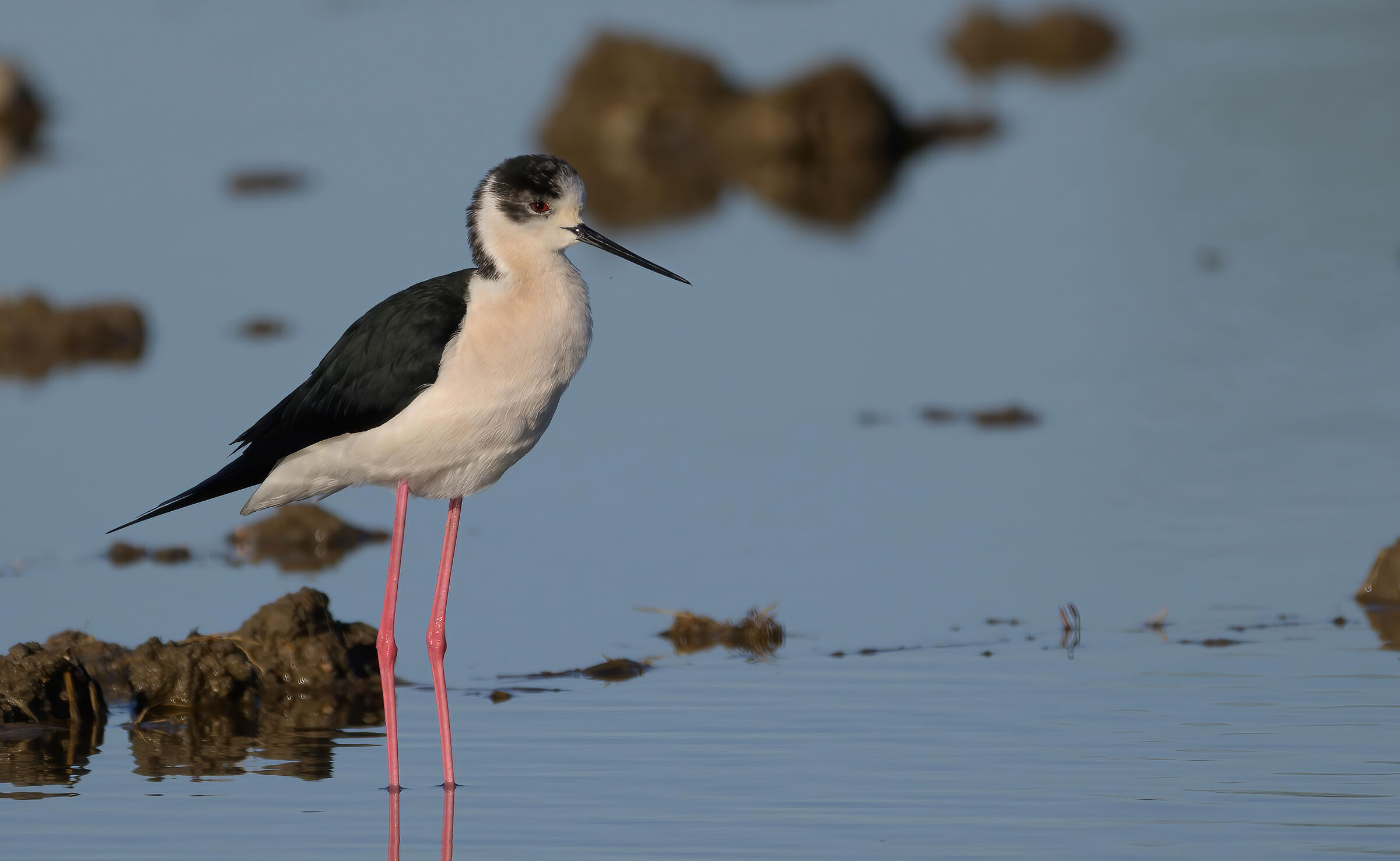 The king of the paddy field