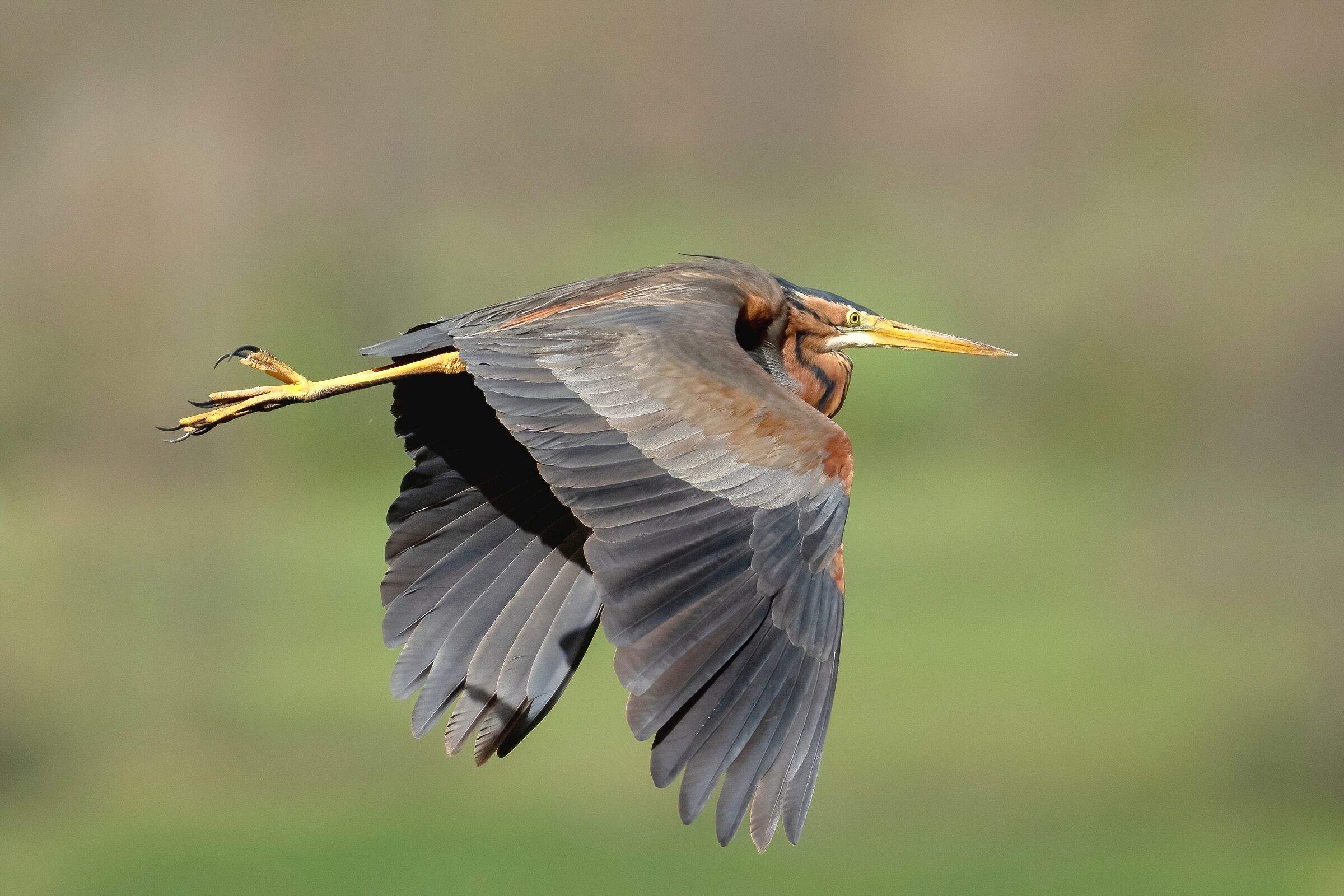 Airone rosso (Ardea purpurea)