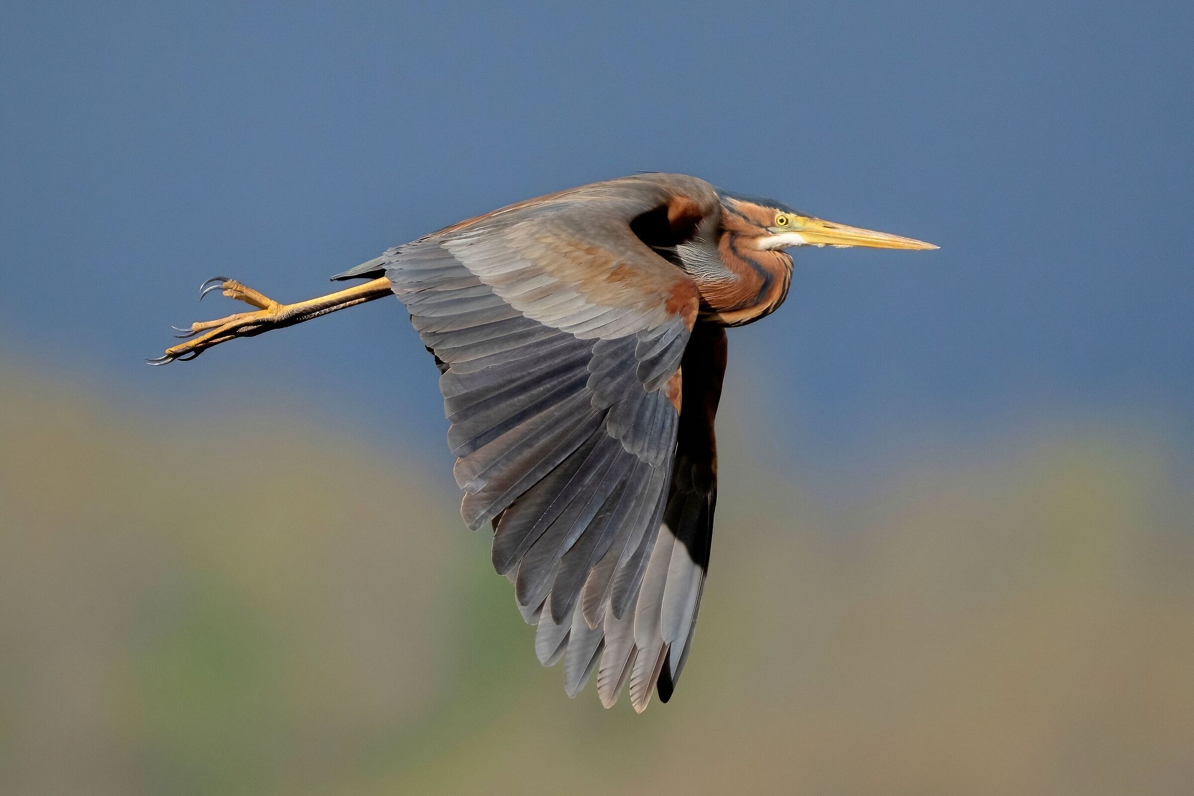 Airone rosso (Ardea purpurea)
