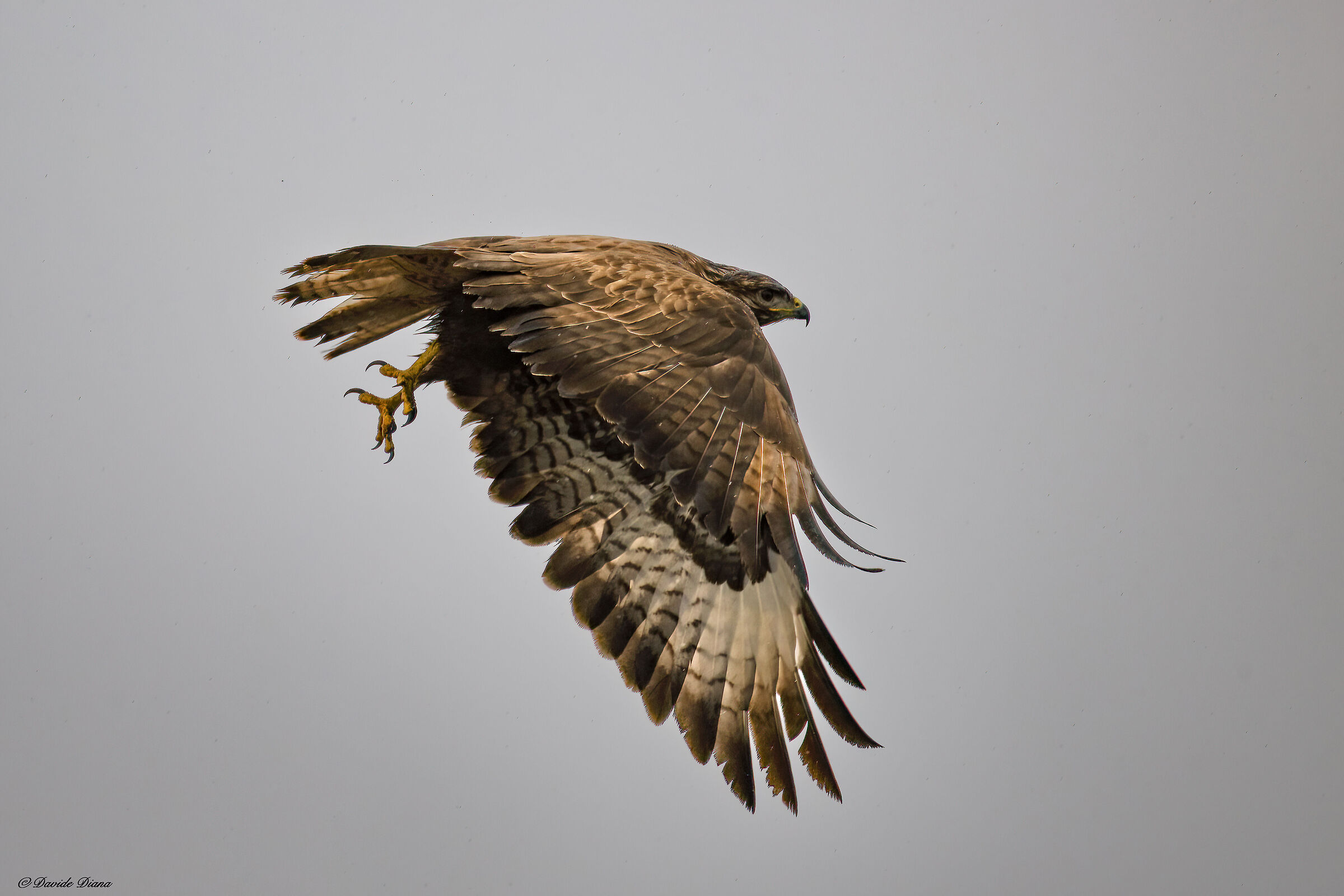 Buzzard