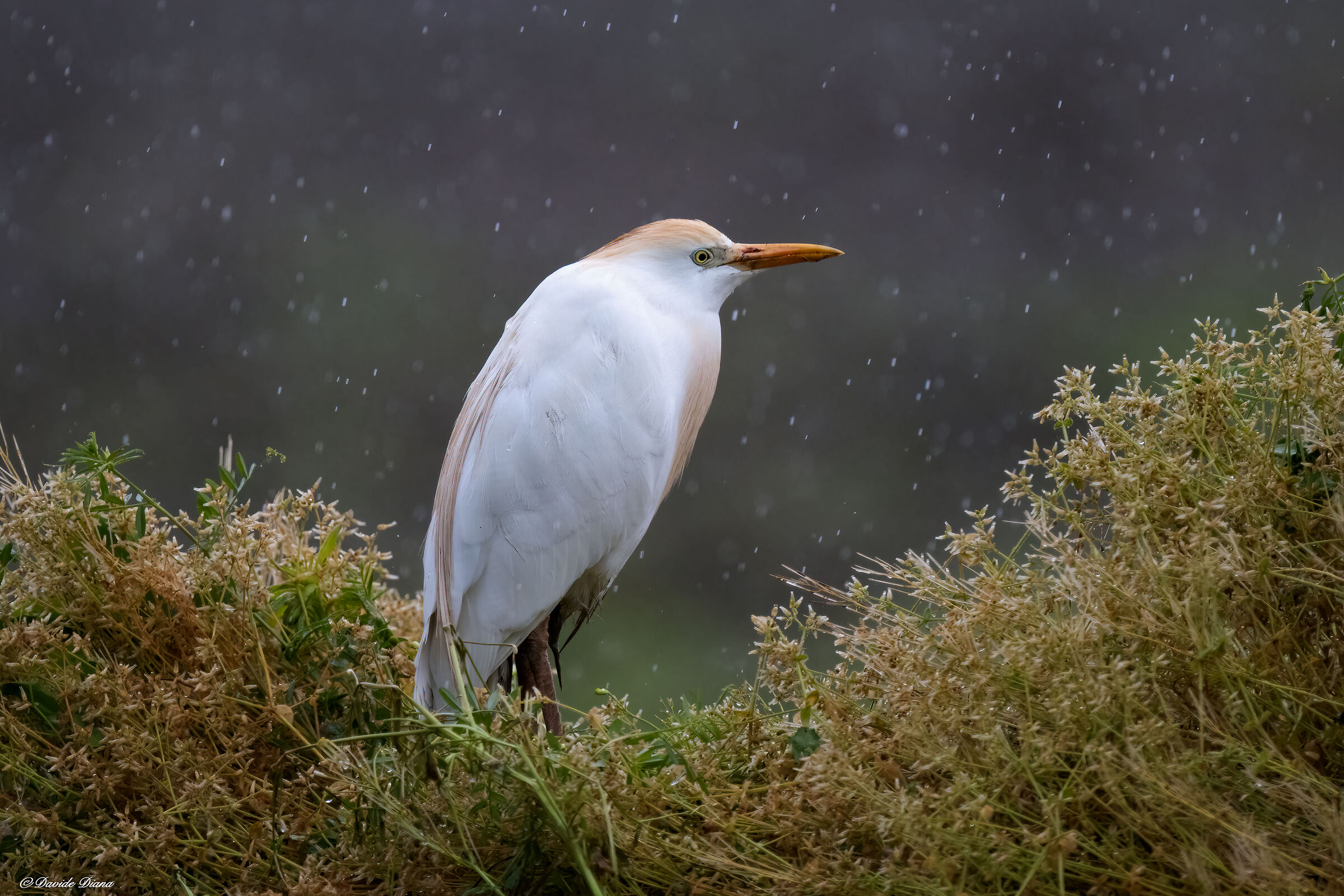 Cattle egret