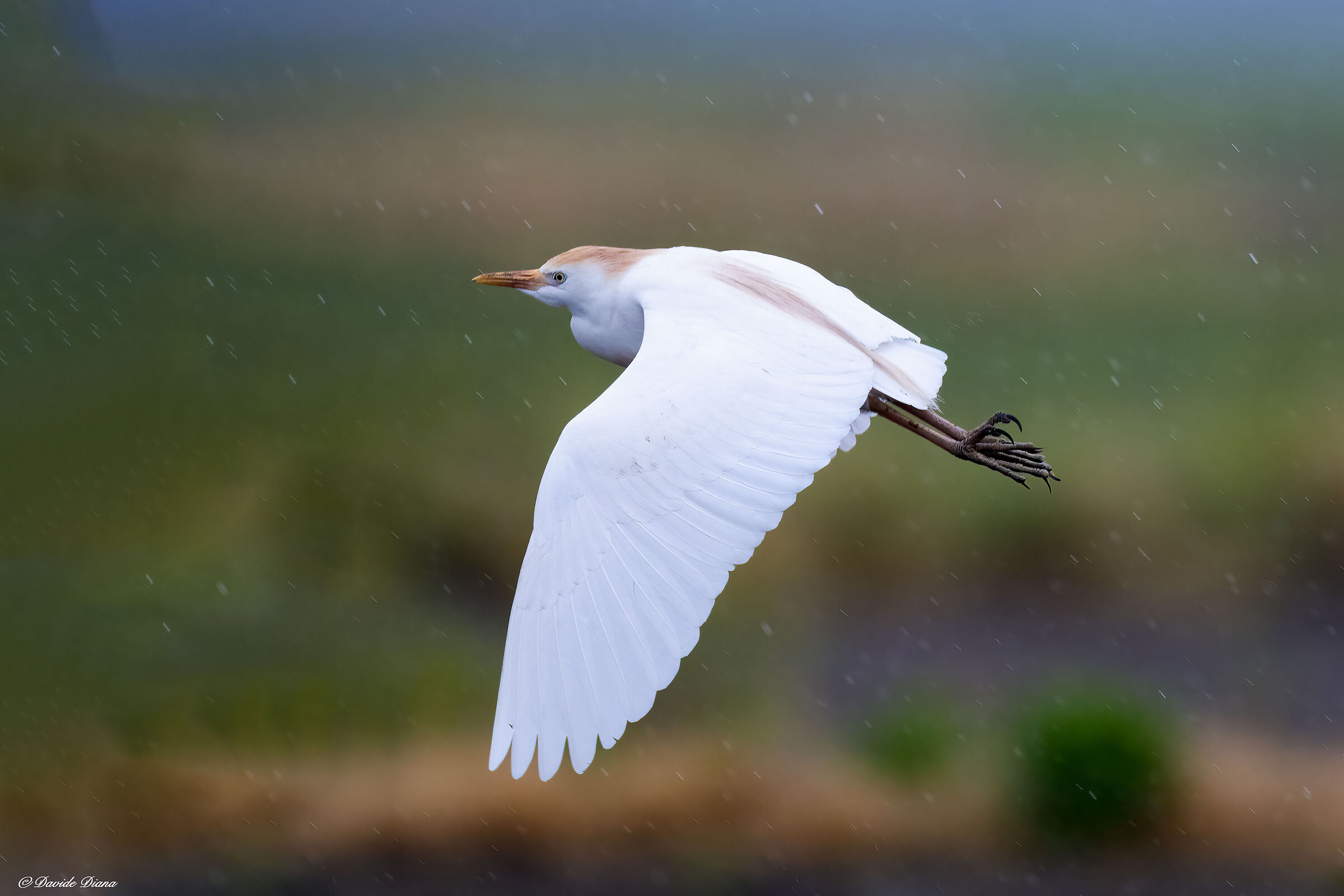 Cattle egret