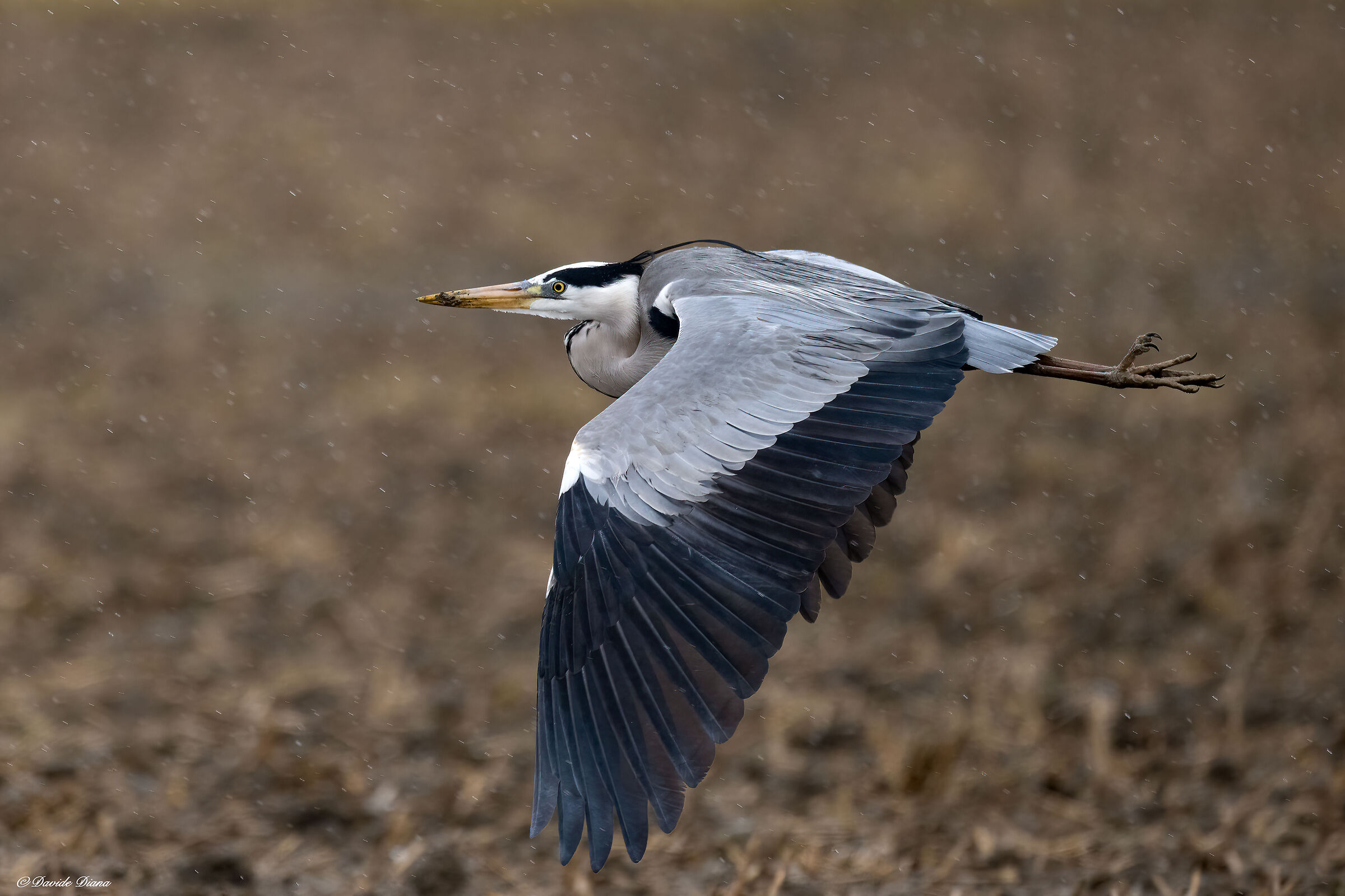 Grey heron