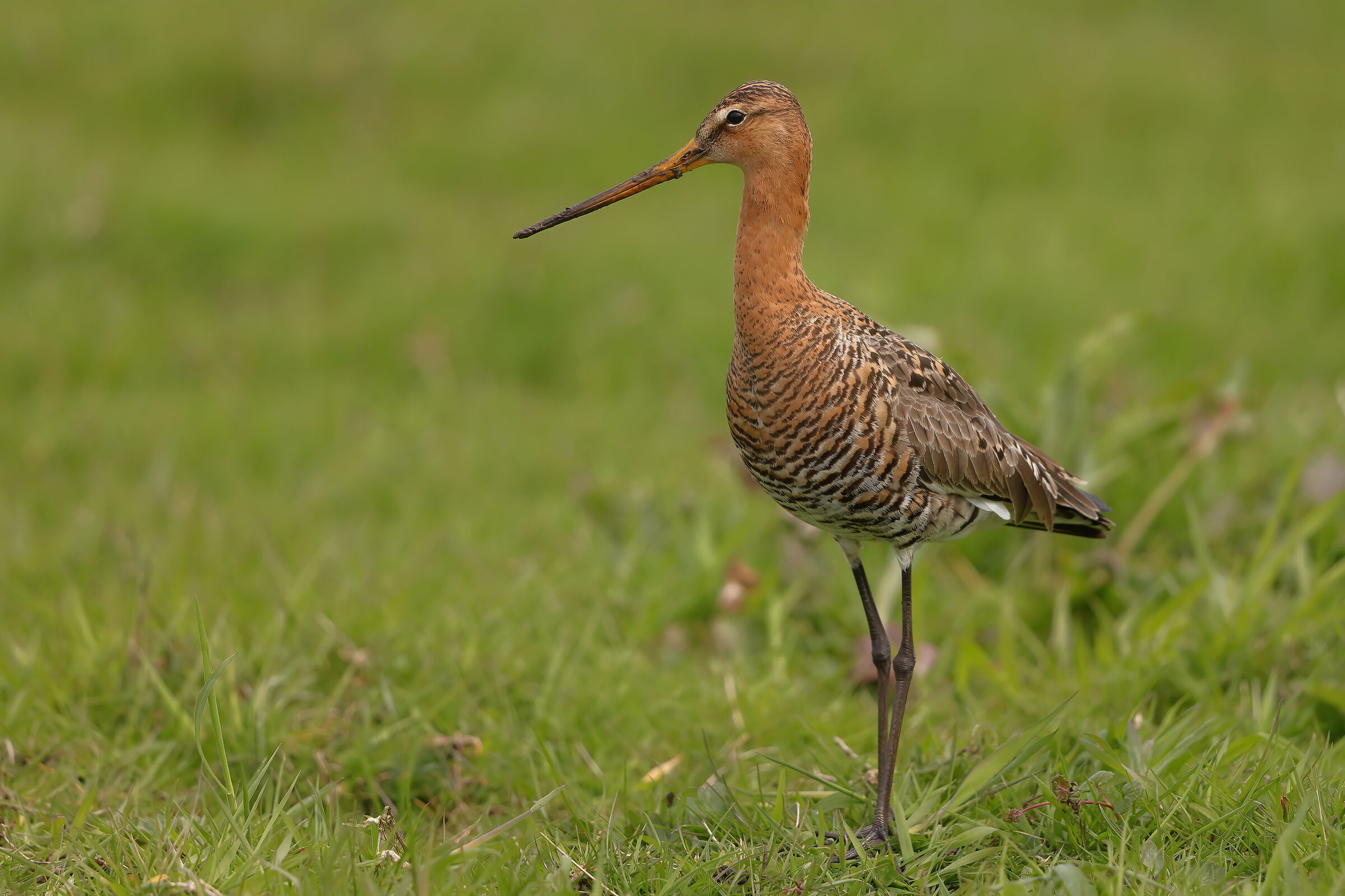 Black-tailed godwit