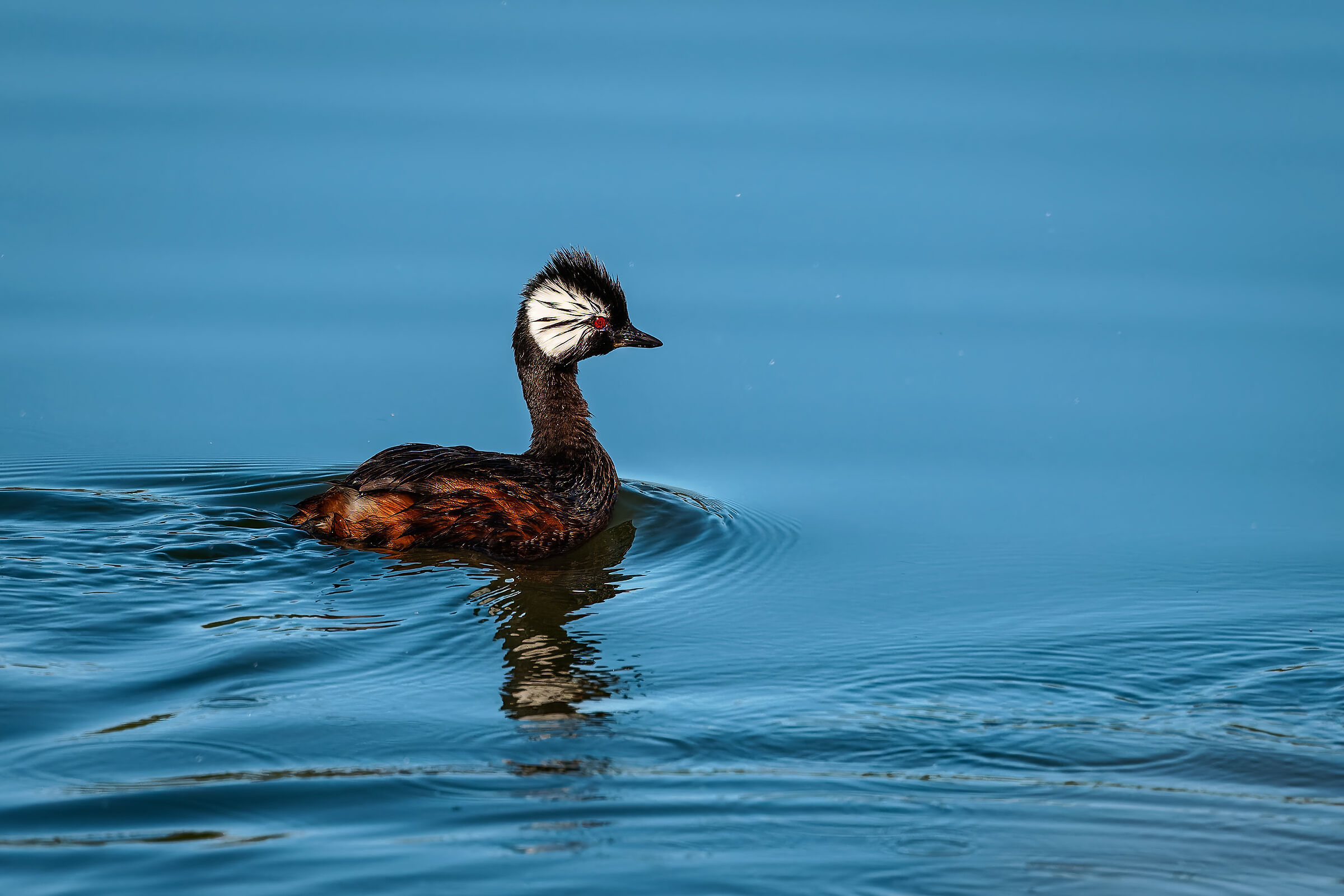 White Tufted Grebe