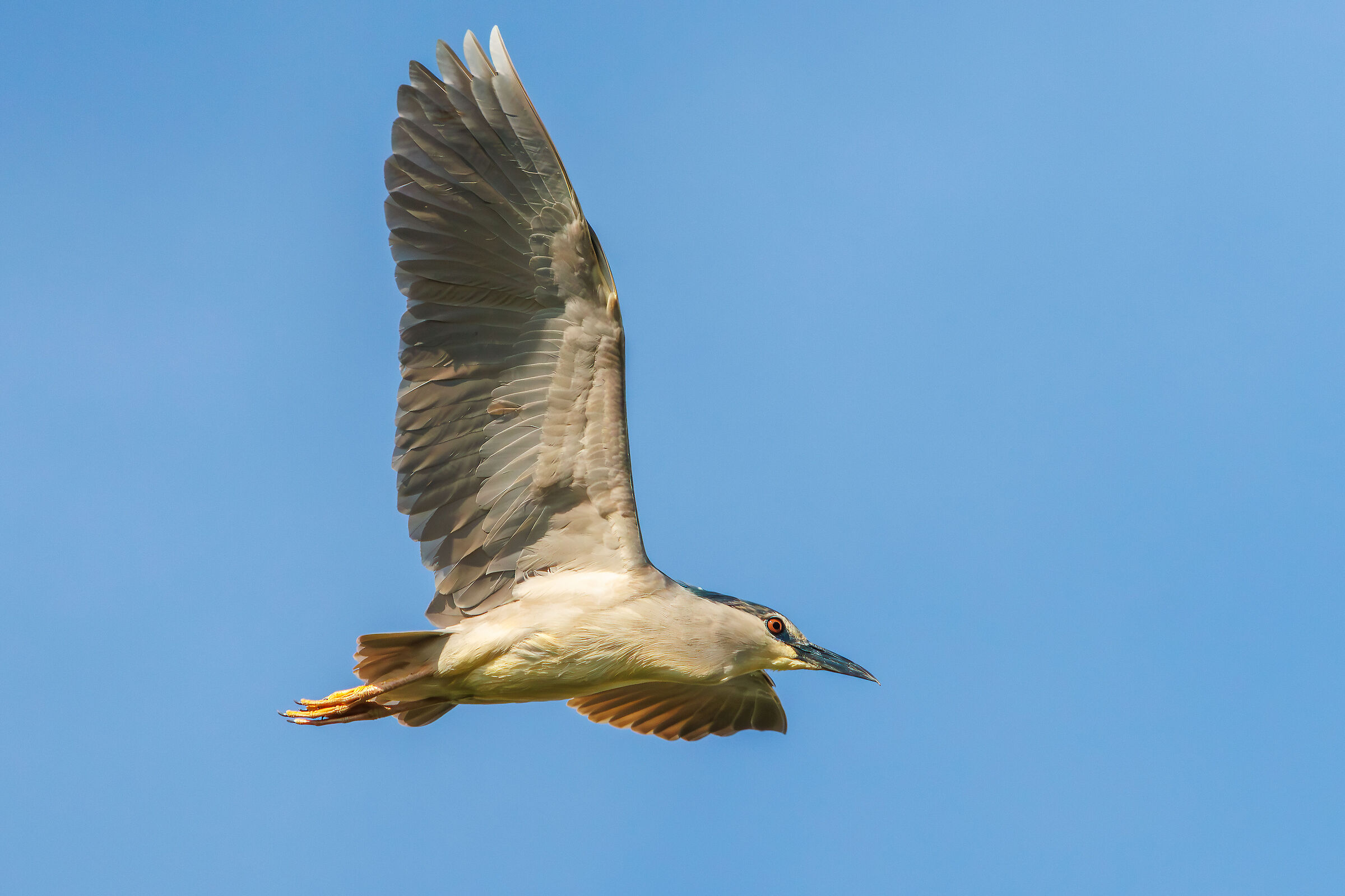 Night heron