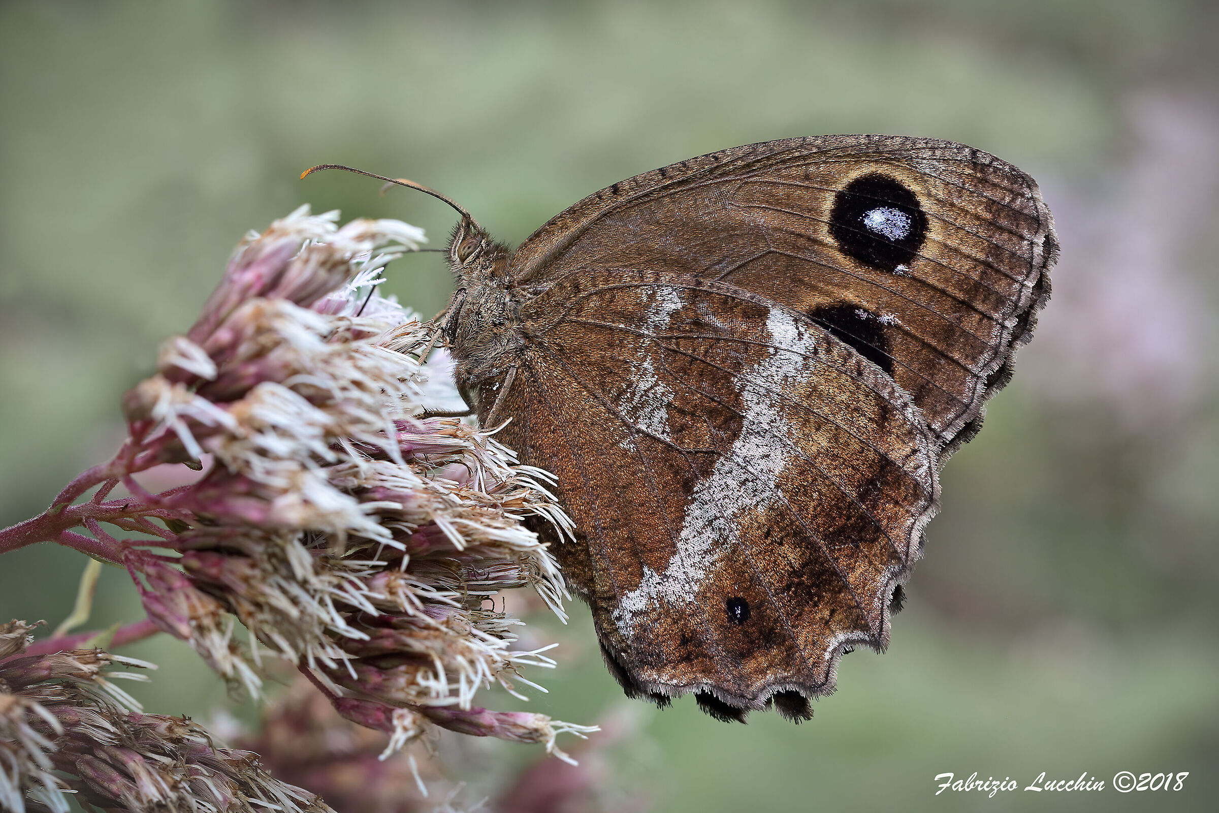 Minois dryas (esemplare femmina)