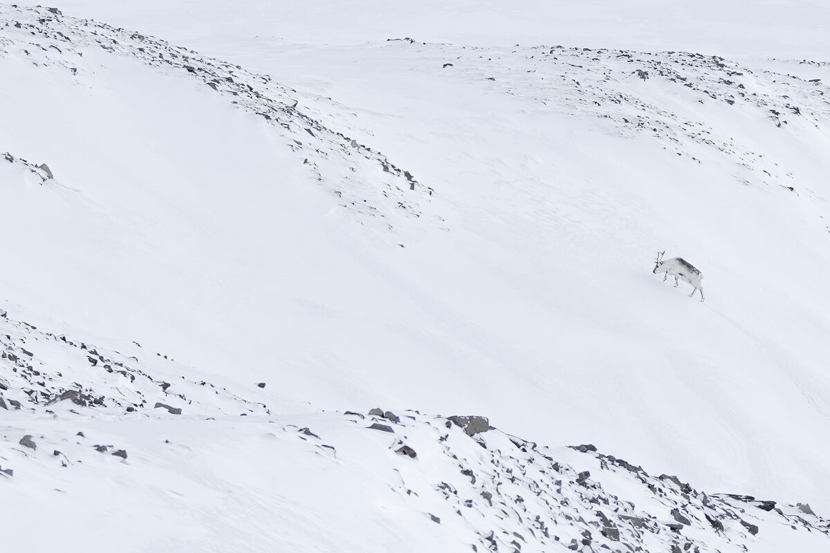 svalbard reindeer