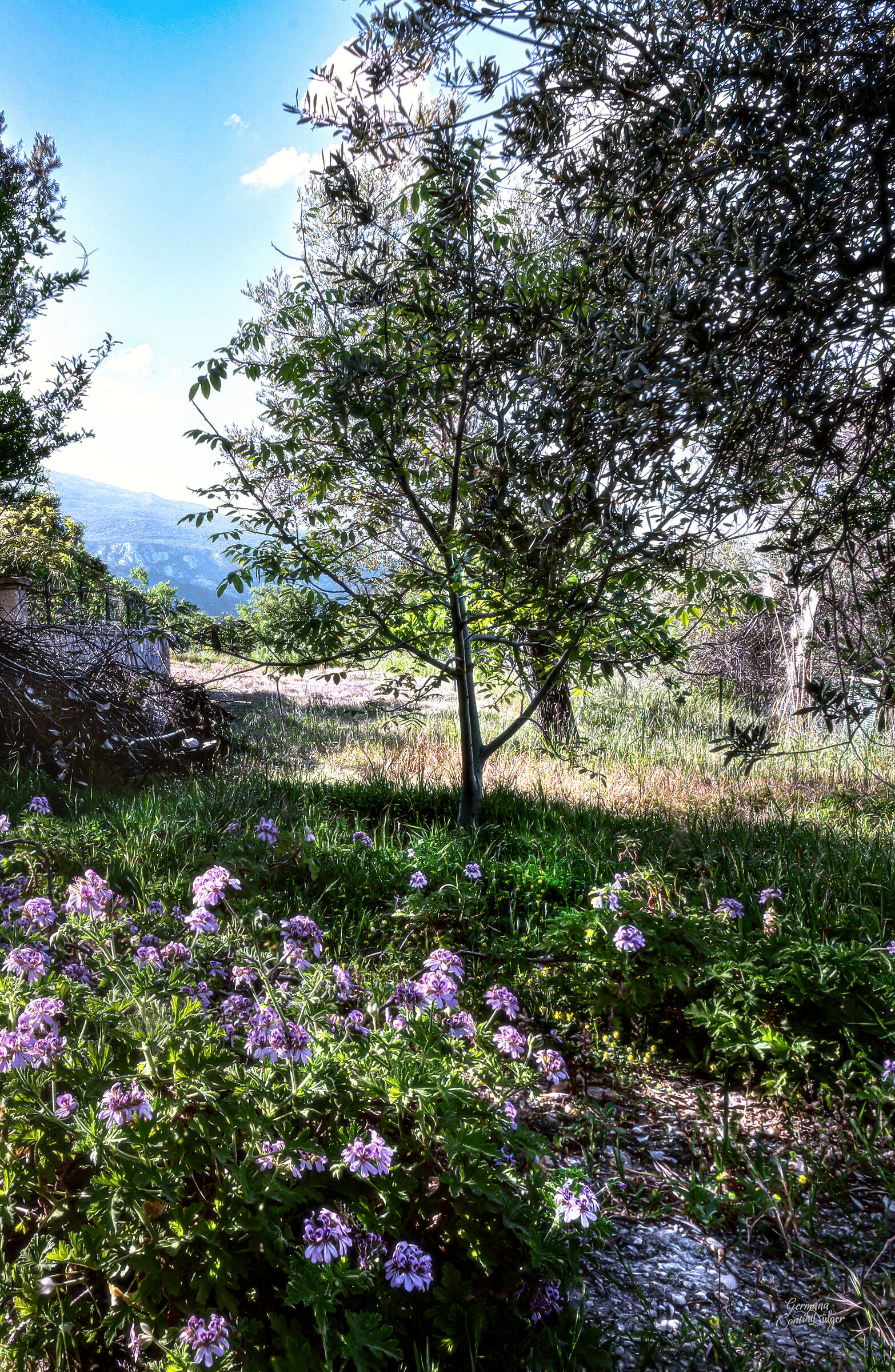 Giardini di primavera