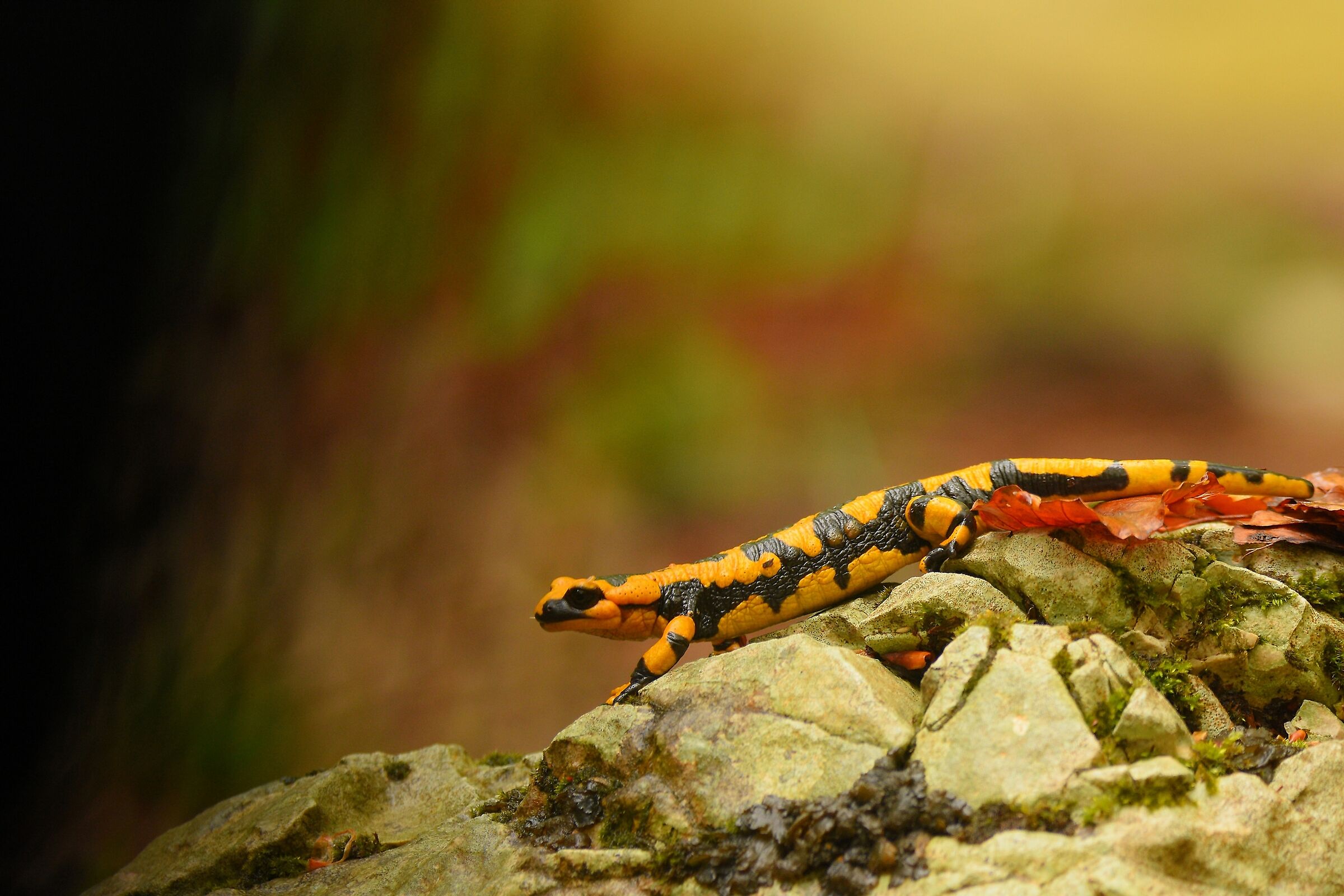 The Magical Mistery World...