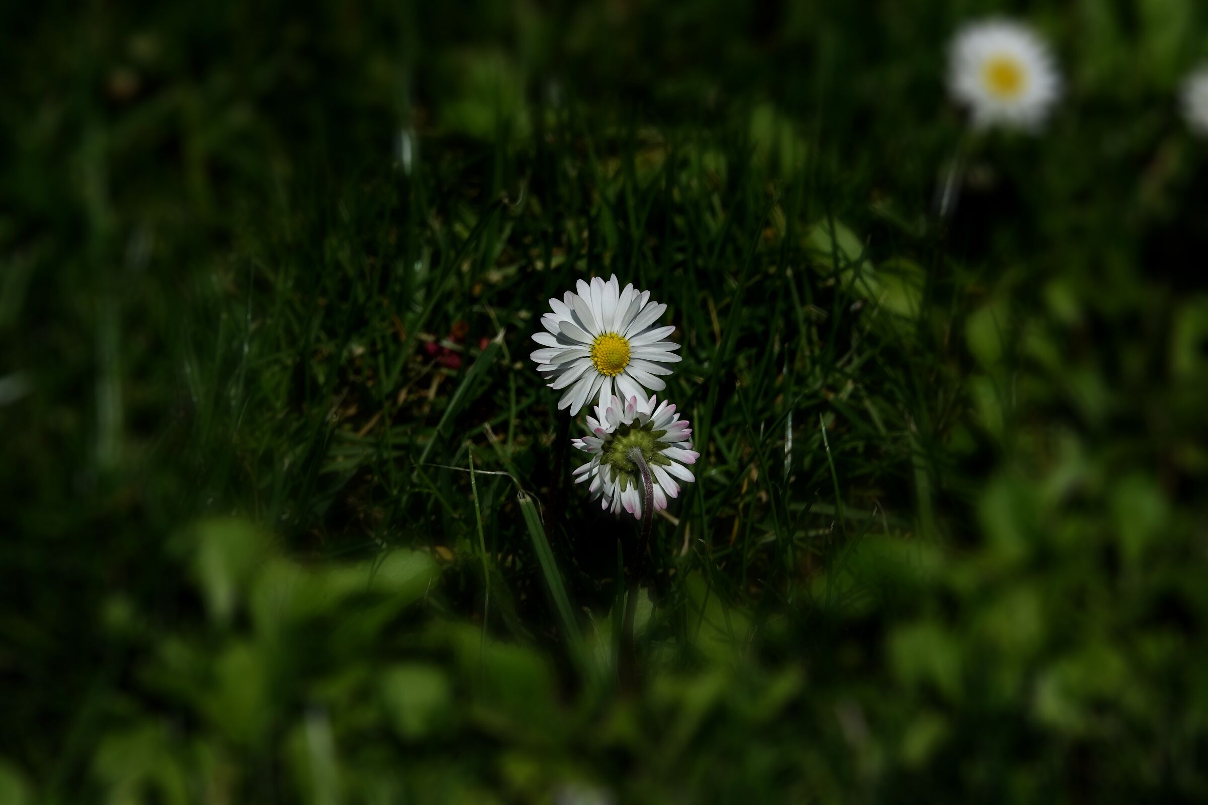 Pratoline in giardino