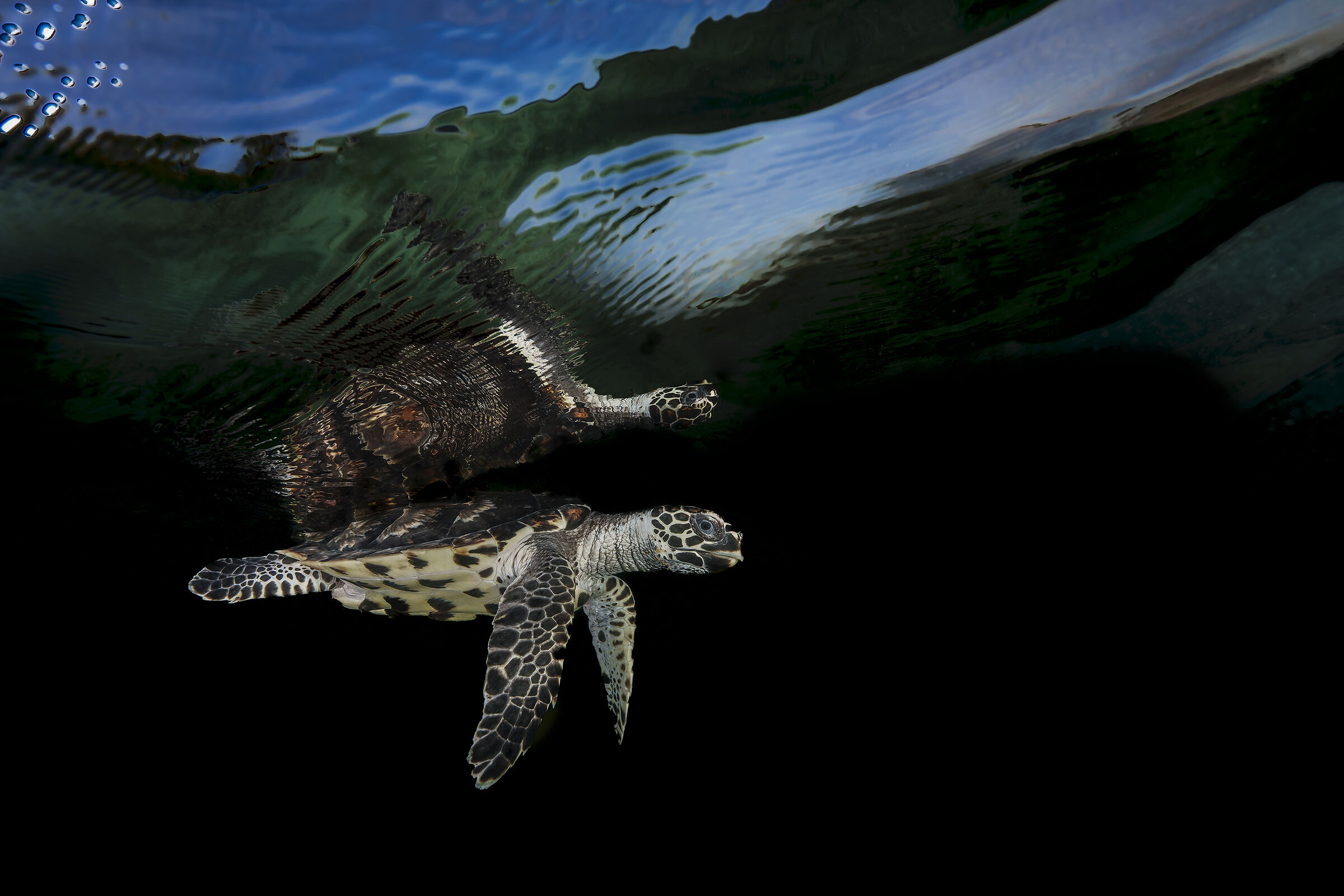 Hawksbill turtle