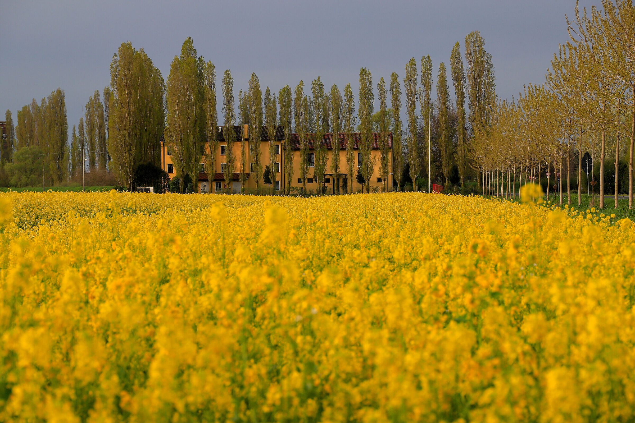 Rapeseed Farm