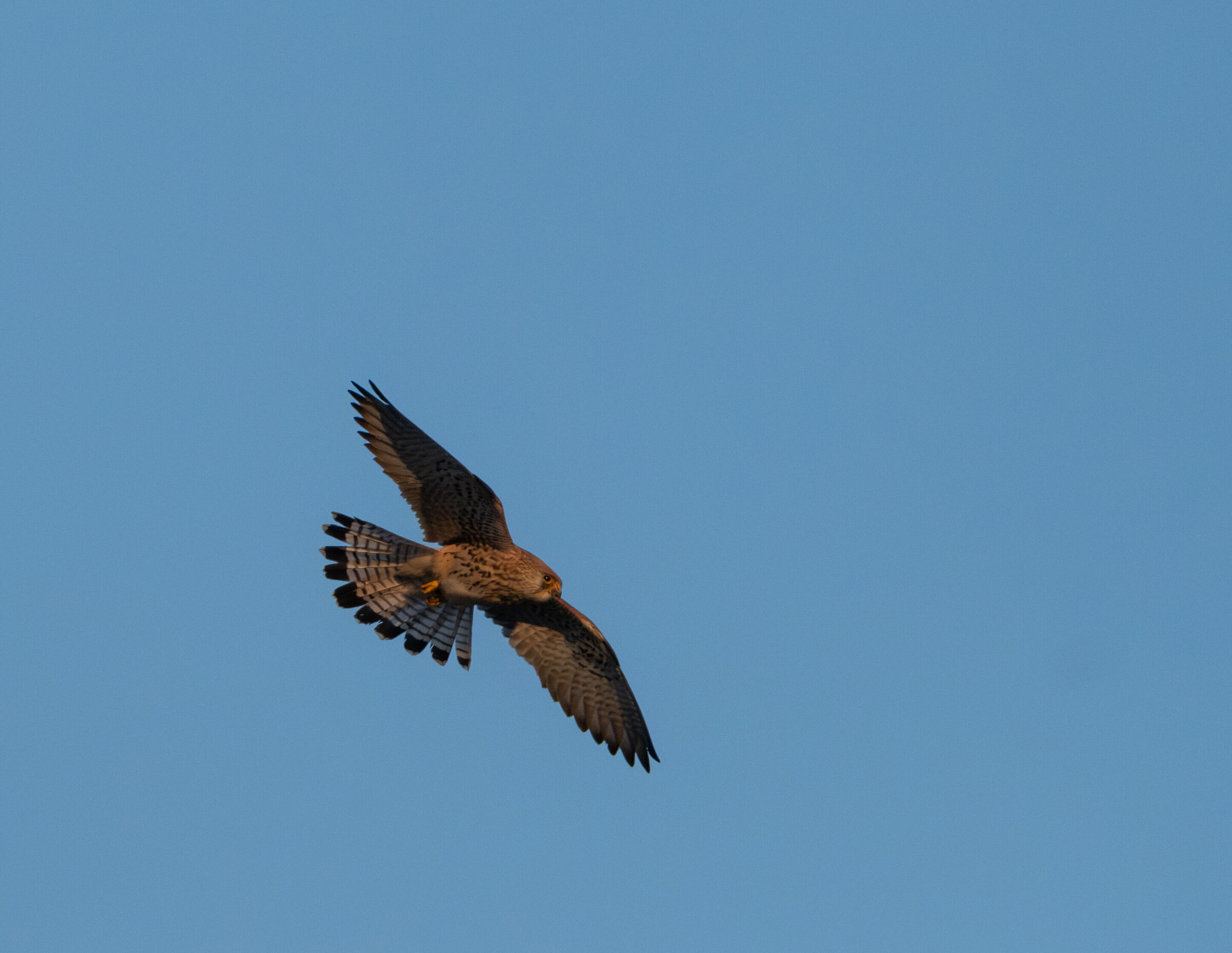 Female specimen of Lesser Kestrel