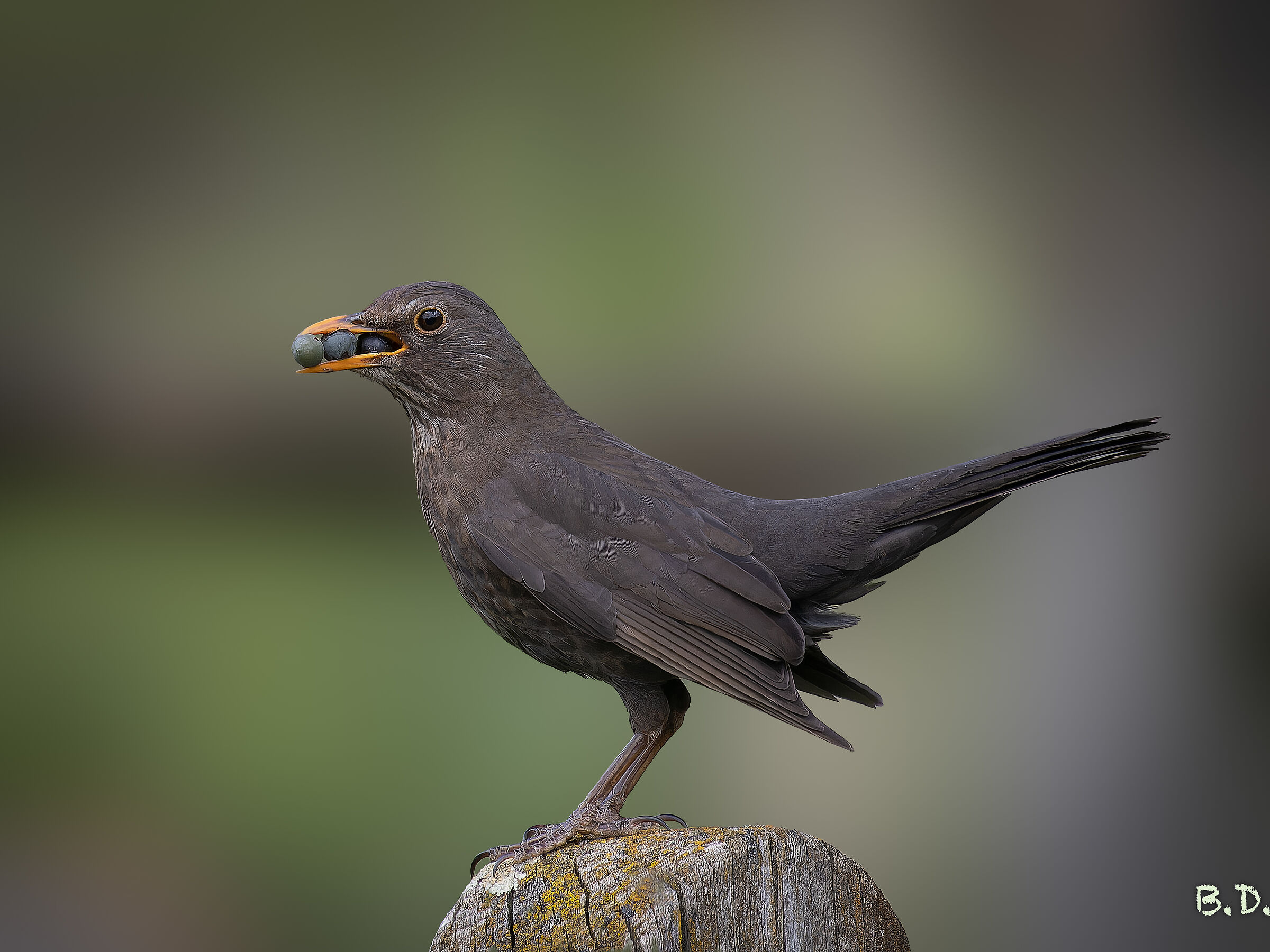 Turdus merula (Merlo)