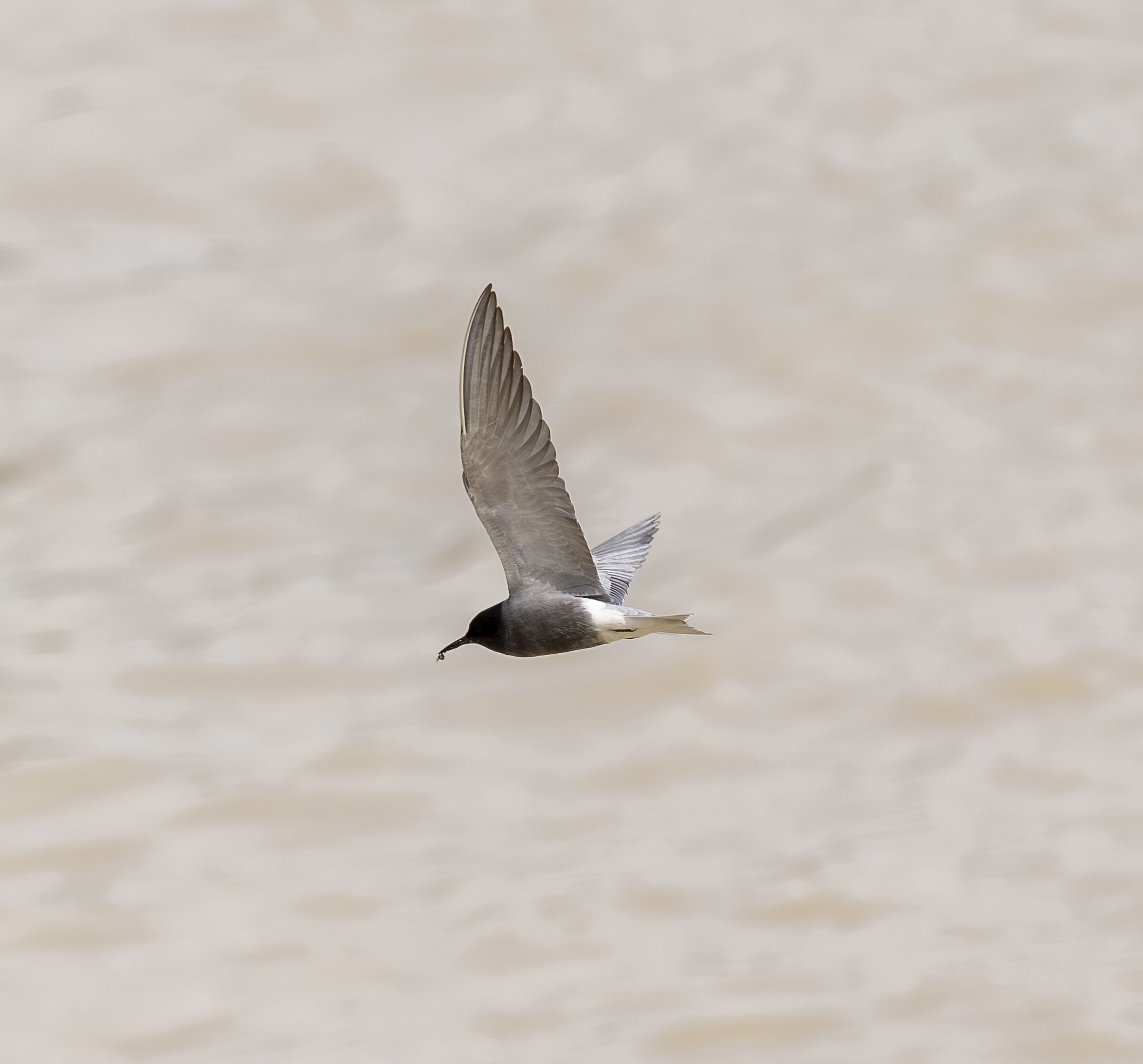 Il pasto del mignattino