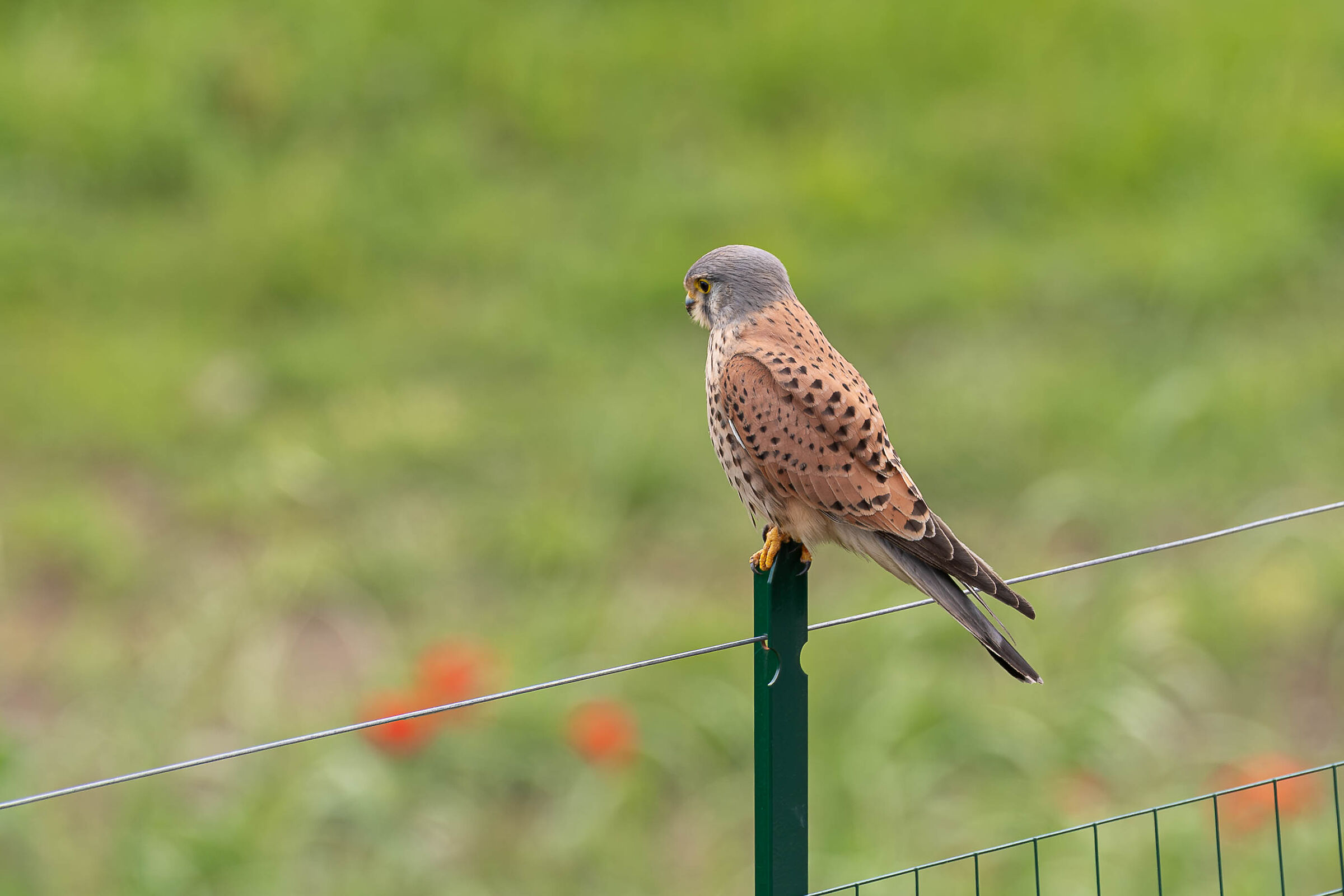 Kestrel