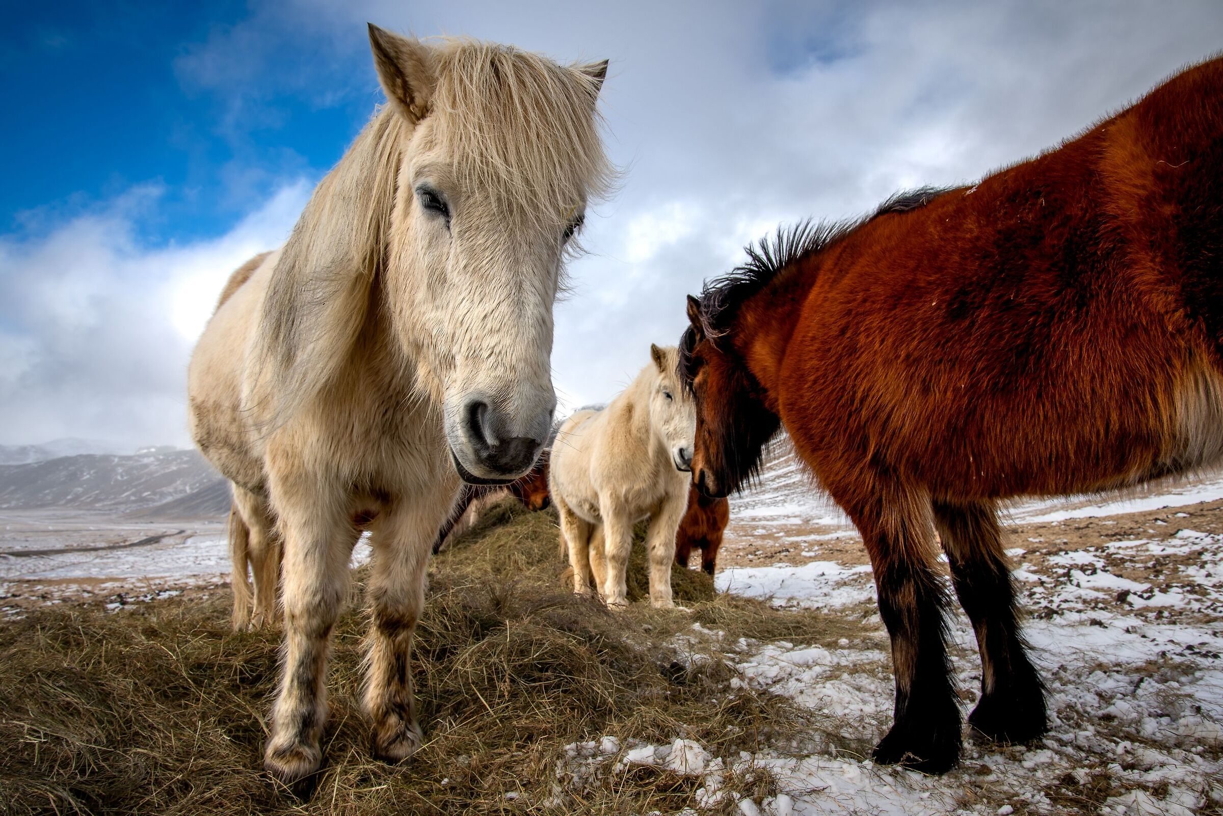 Iceland's Stoic Horses
