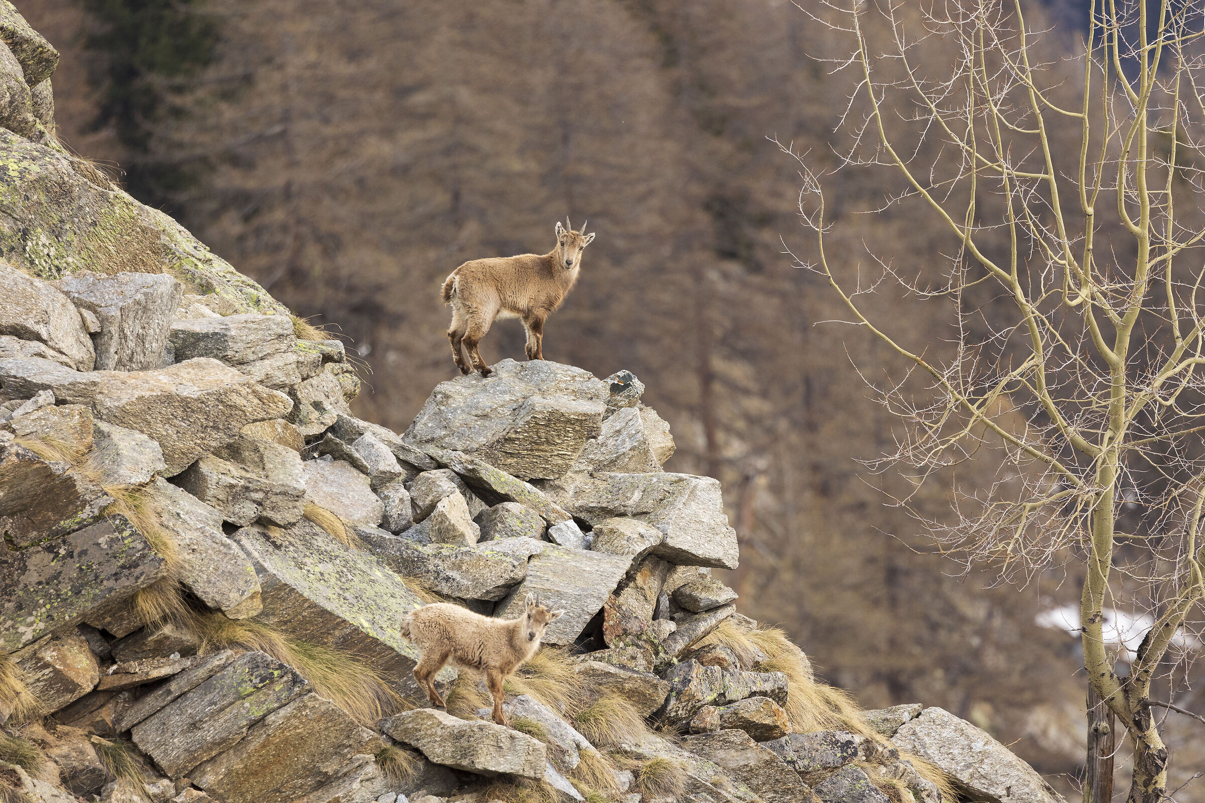 Giovani stambecchi