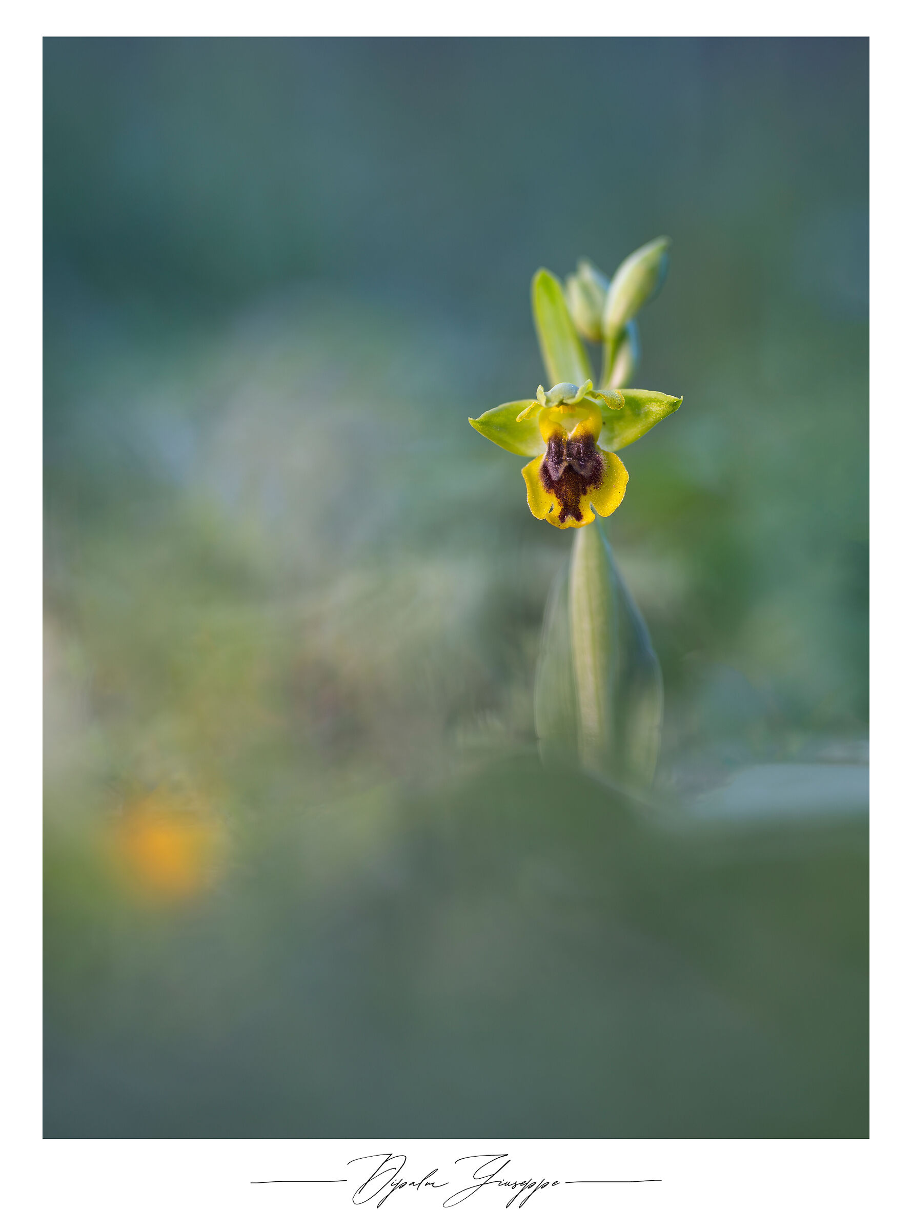 Ophrys sicula 2