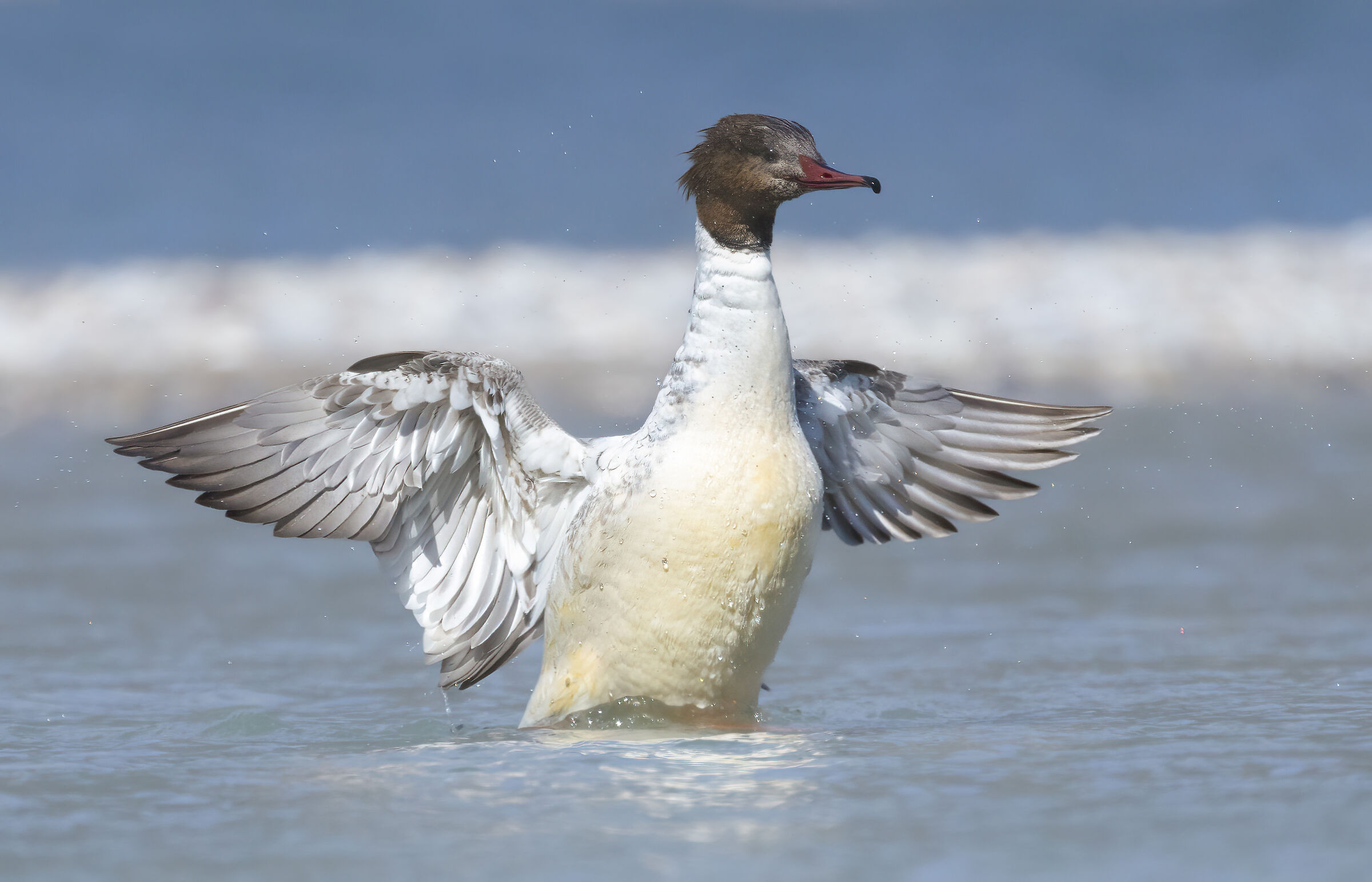 l'abbraccio dello smergo maggiore