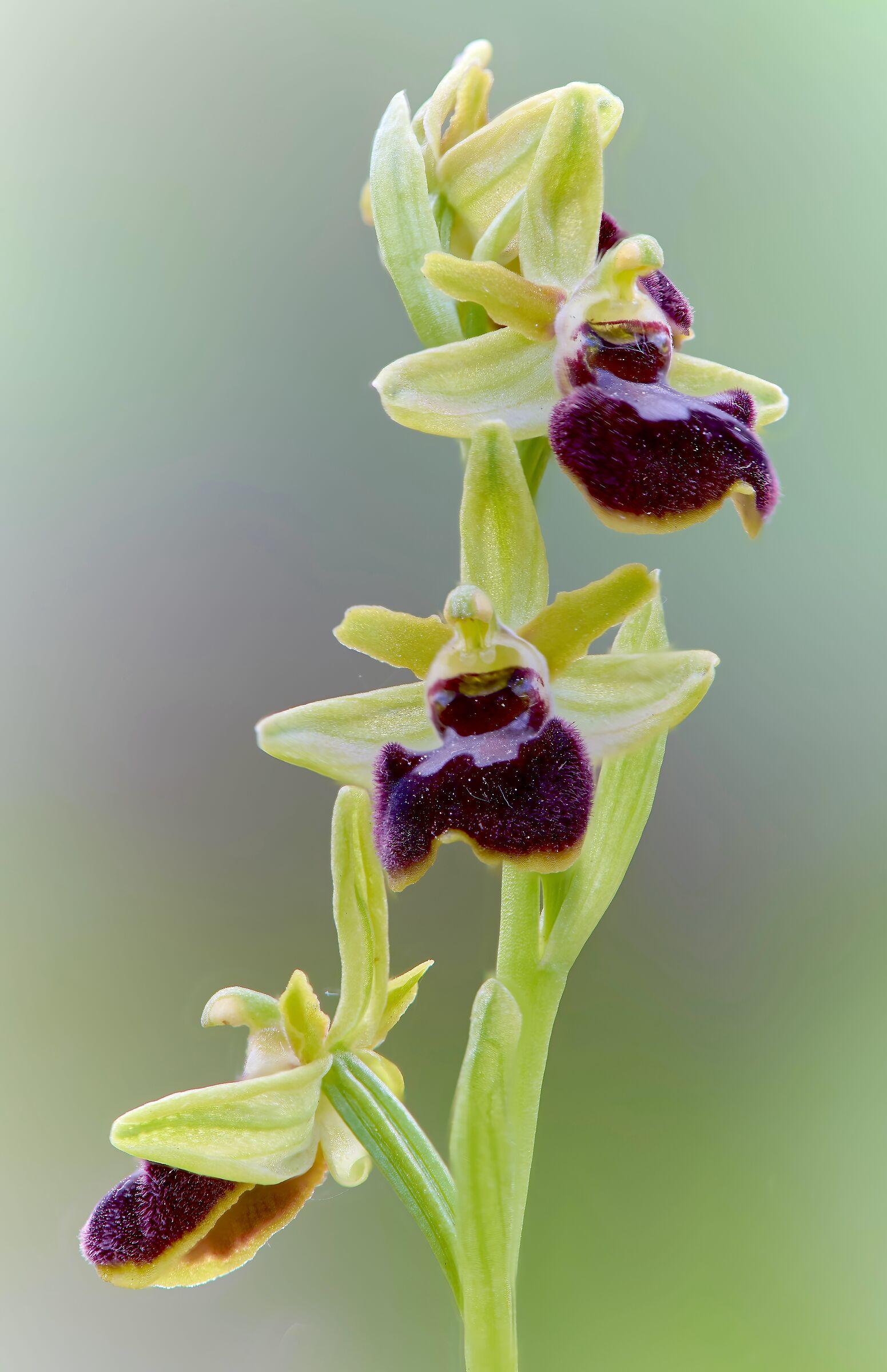 Ophrys Sphegodes