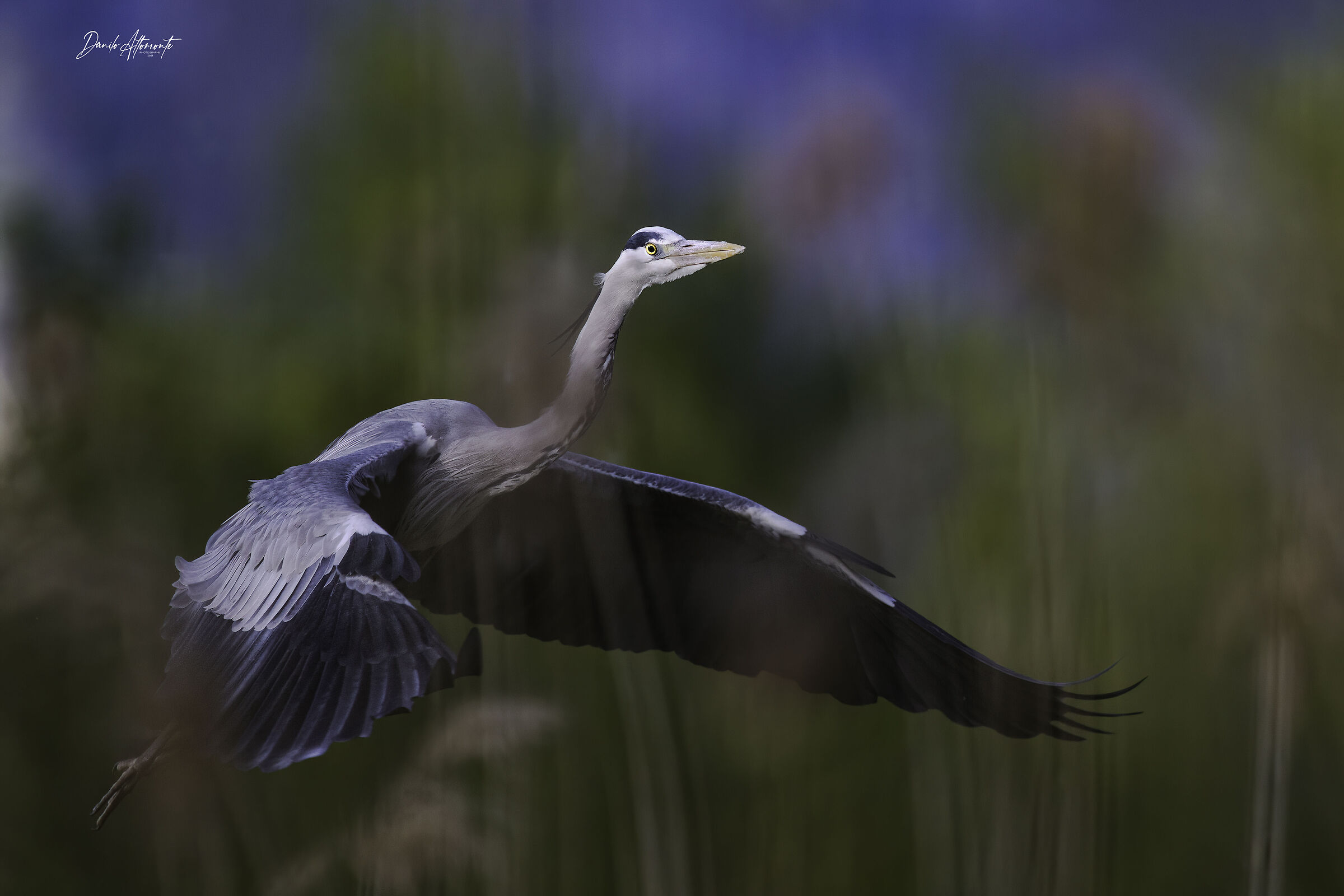 Heron