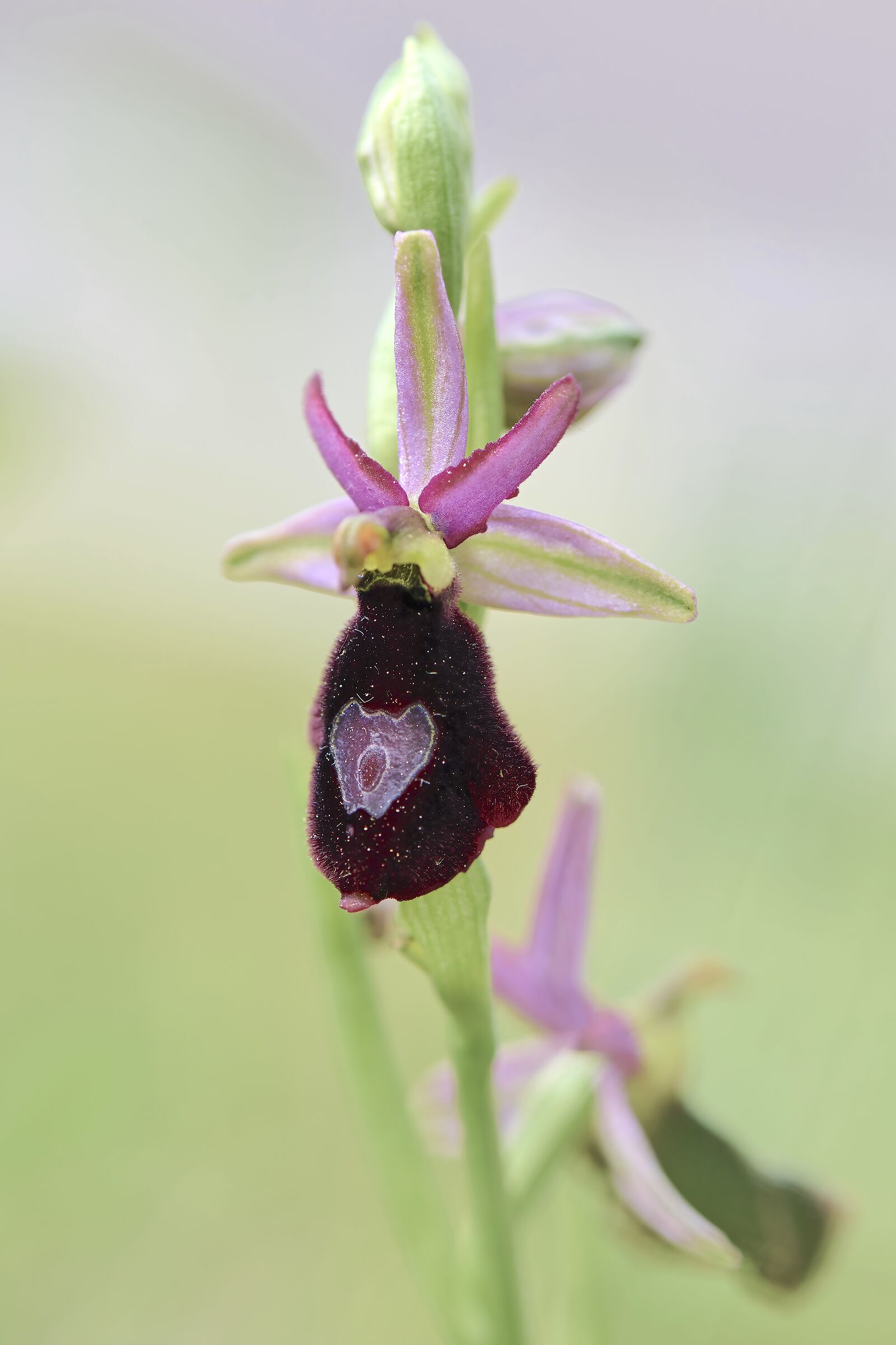 Ophrys Bertolonii var Benacensis