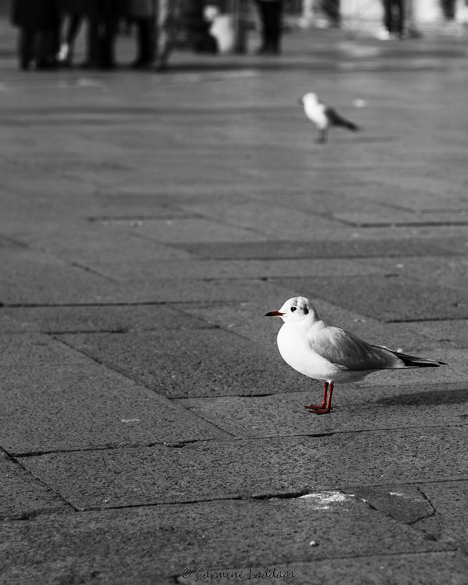 Simmetria in bianco e nero