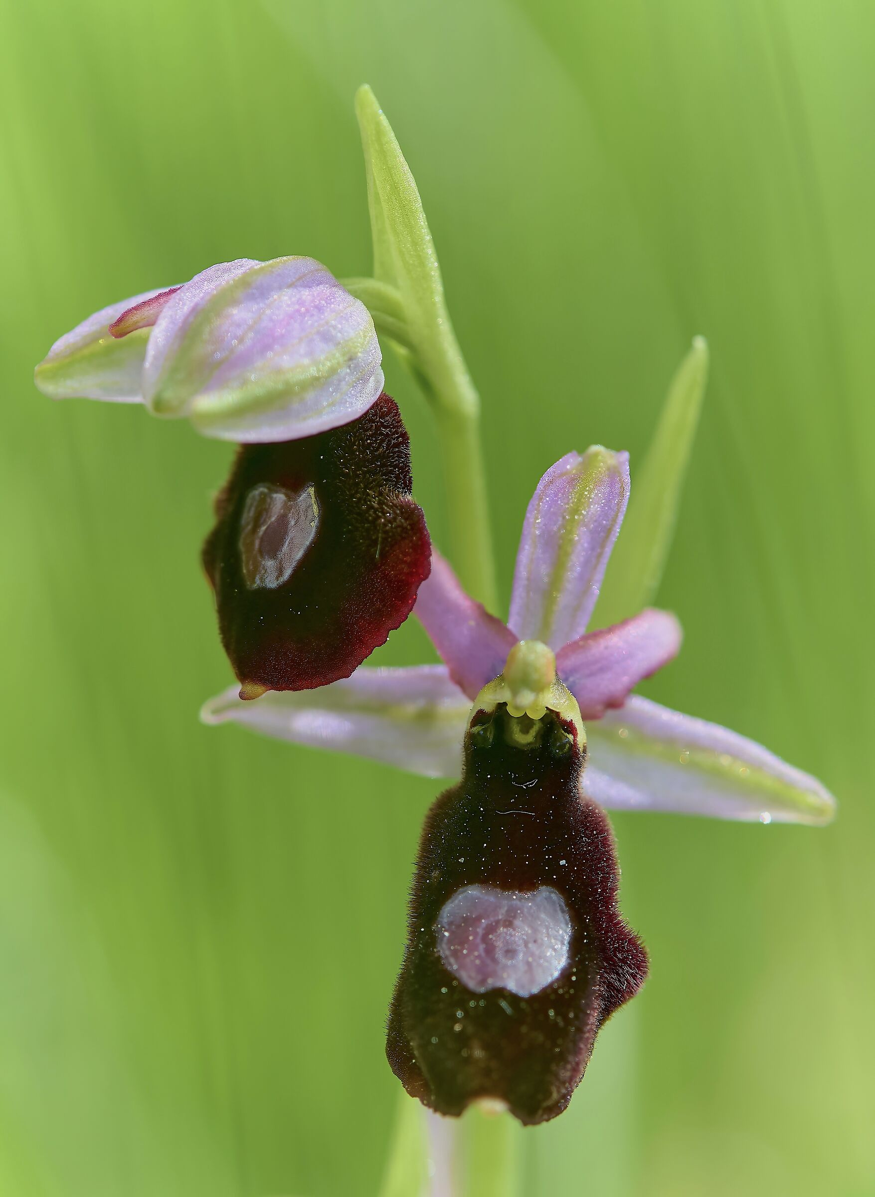 Ophrys Bertolonii var Benacensis