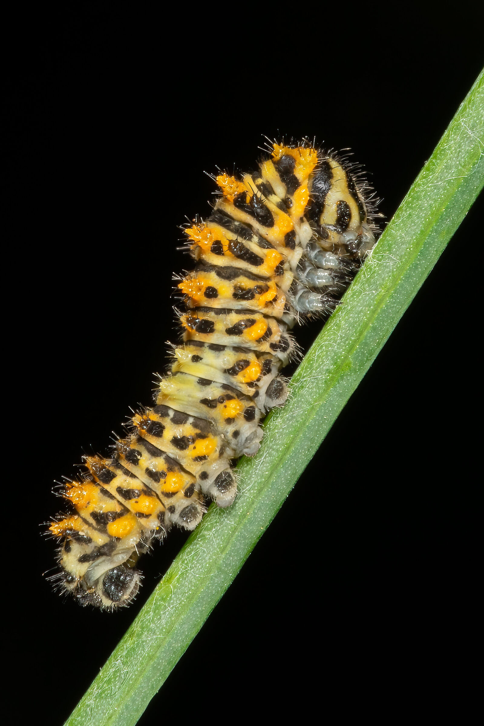 Bruco di macaone dopo la seconda muta