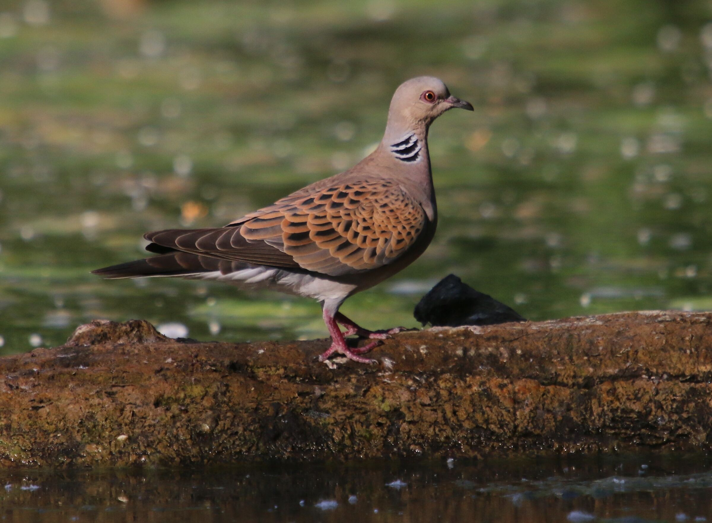 Wild turtledove