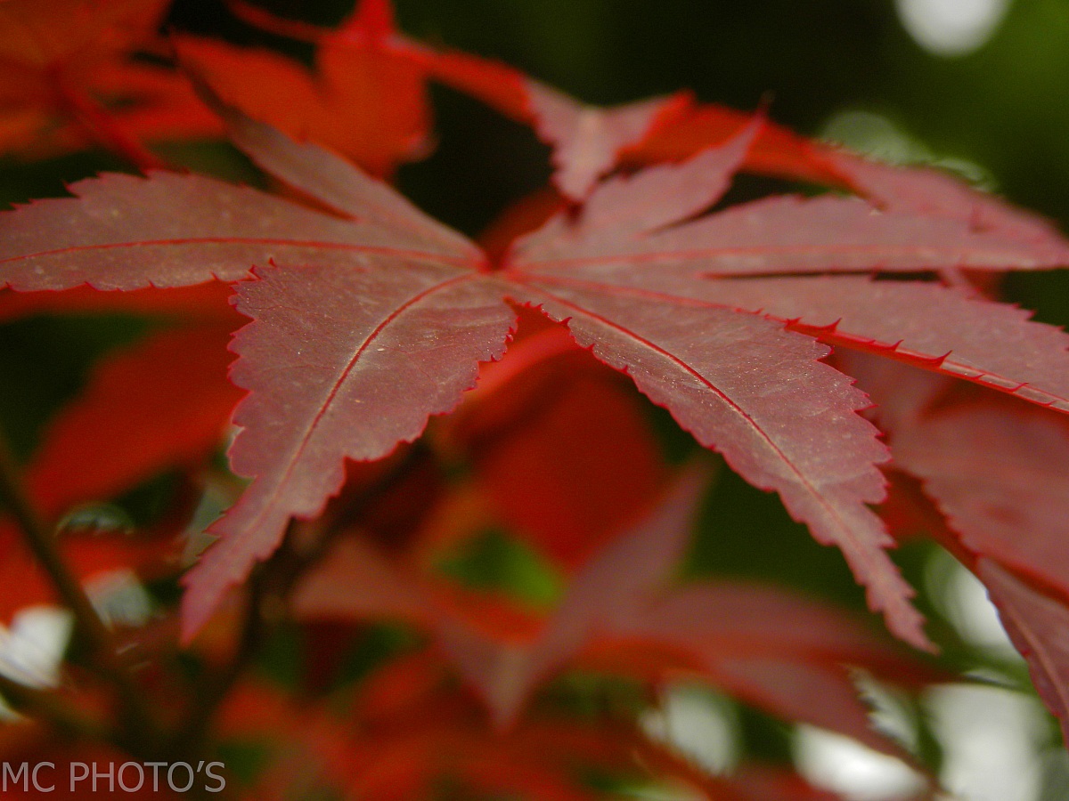 Red Maple