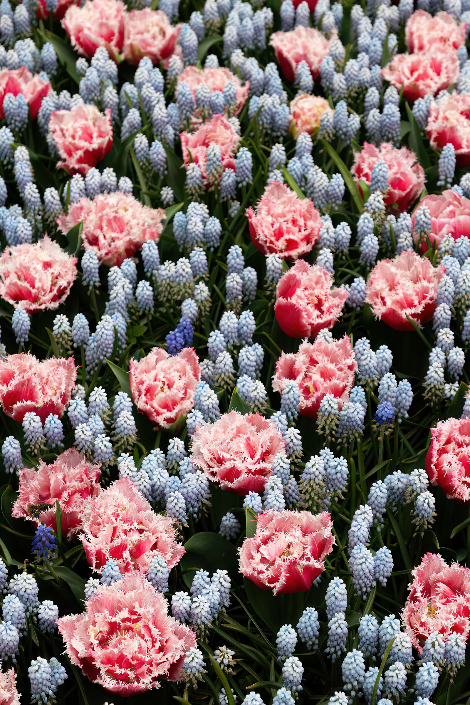 Flower arrangement