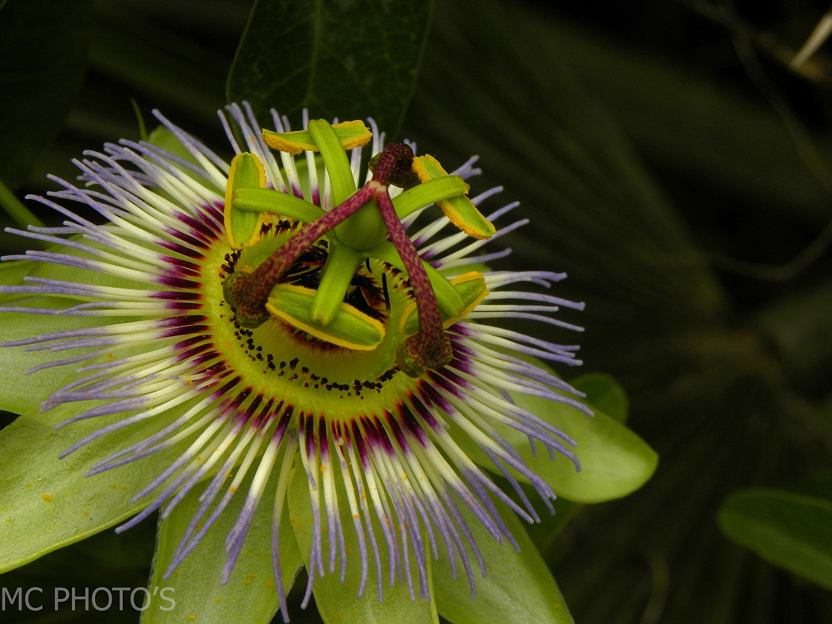 Passiflora