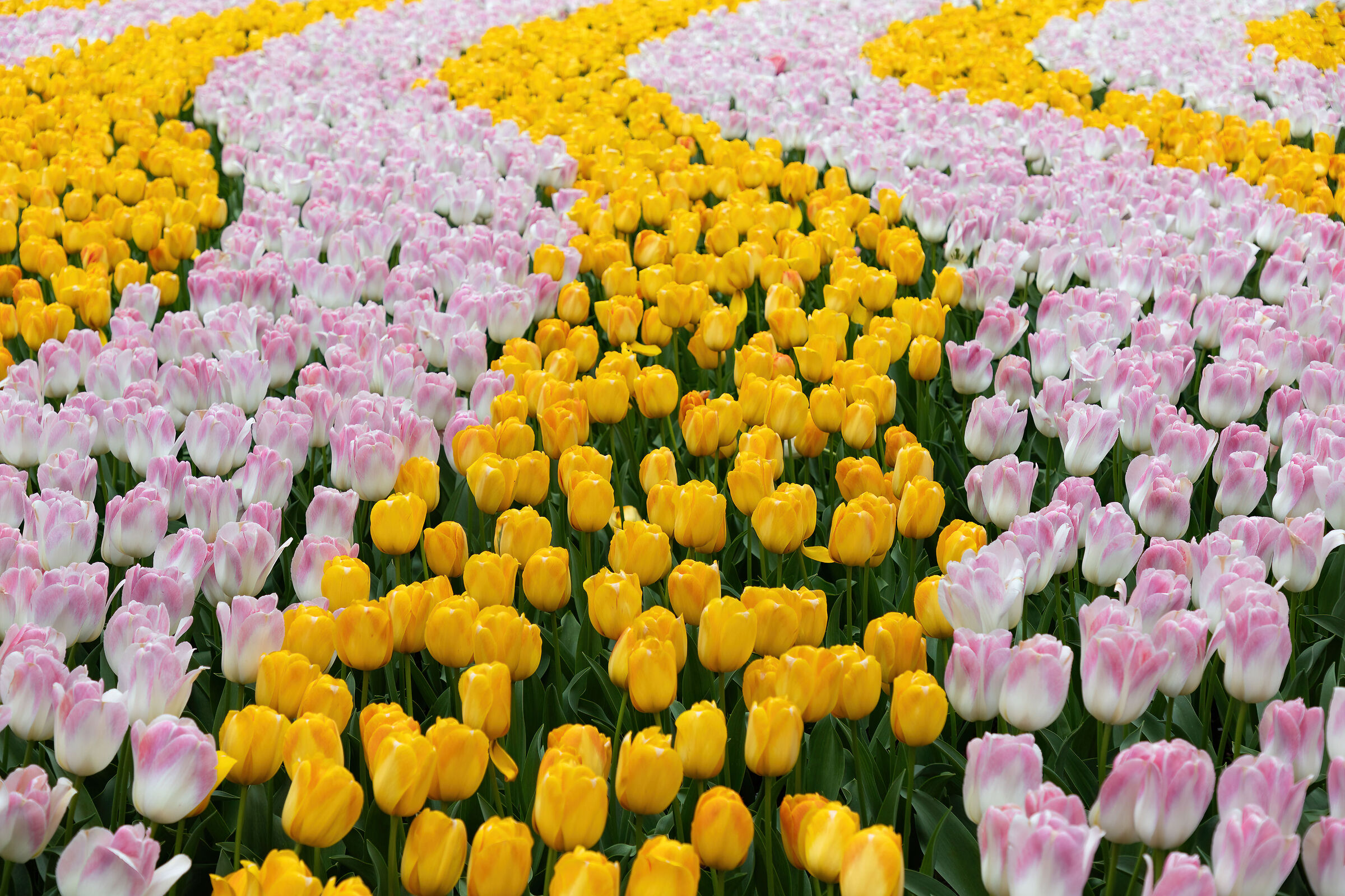 Petal Waves