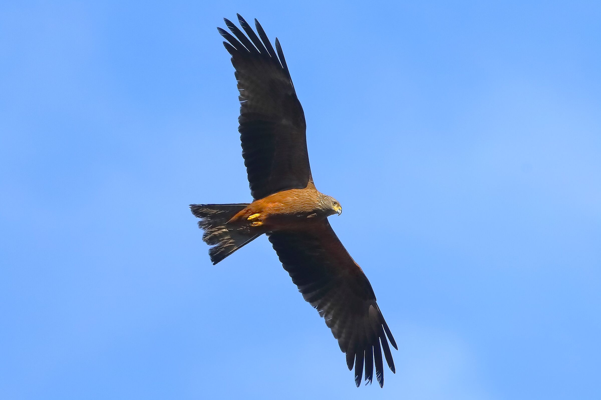 Black Kite April 2024