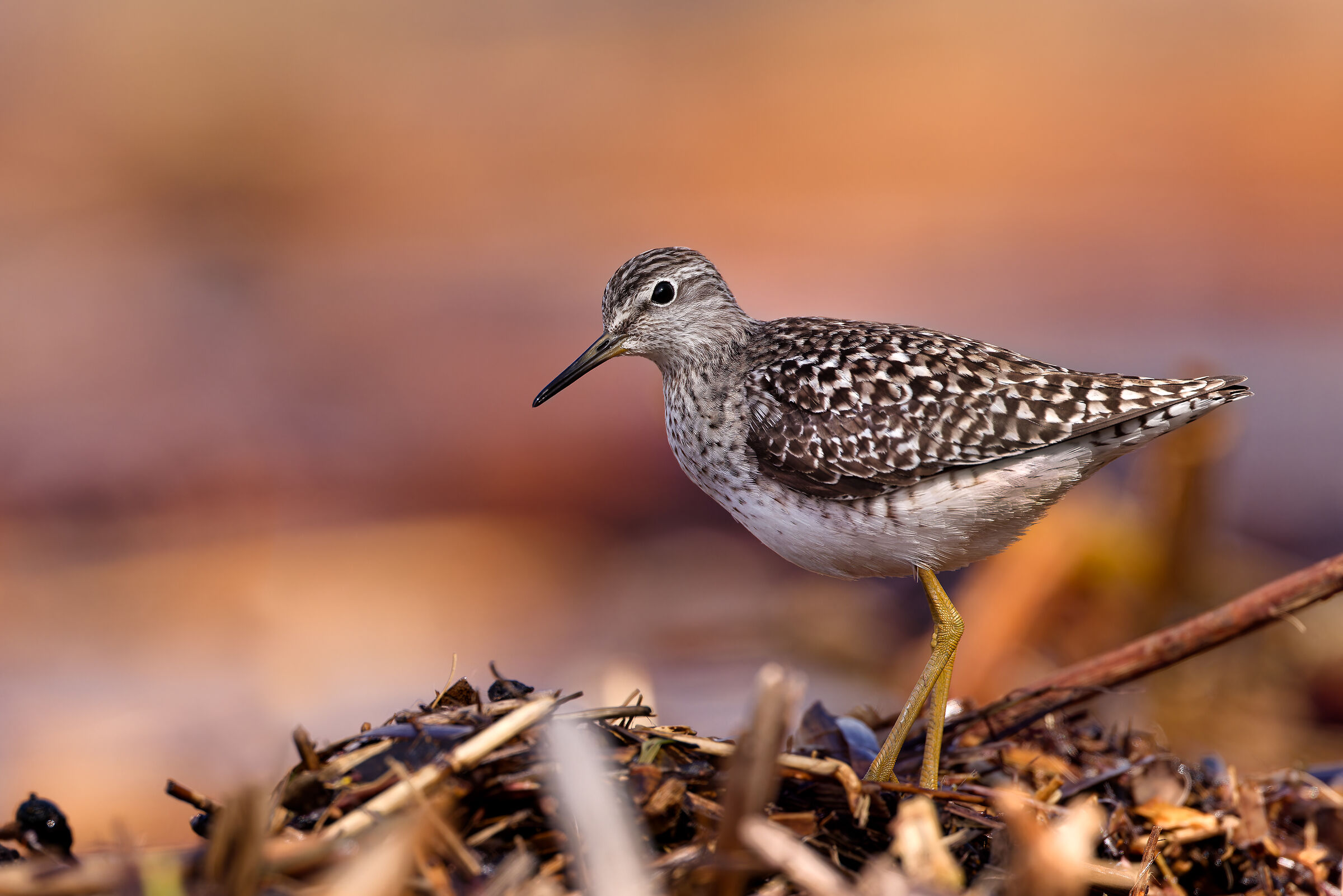 Piro piro boschereccio