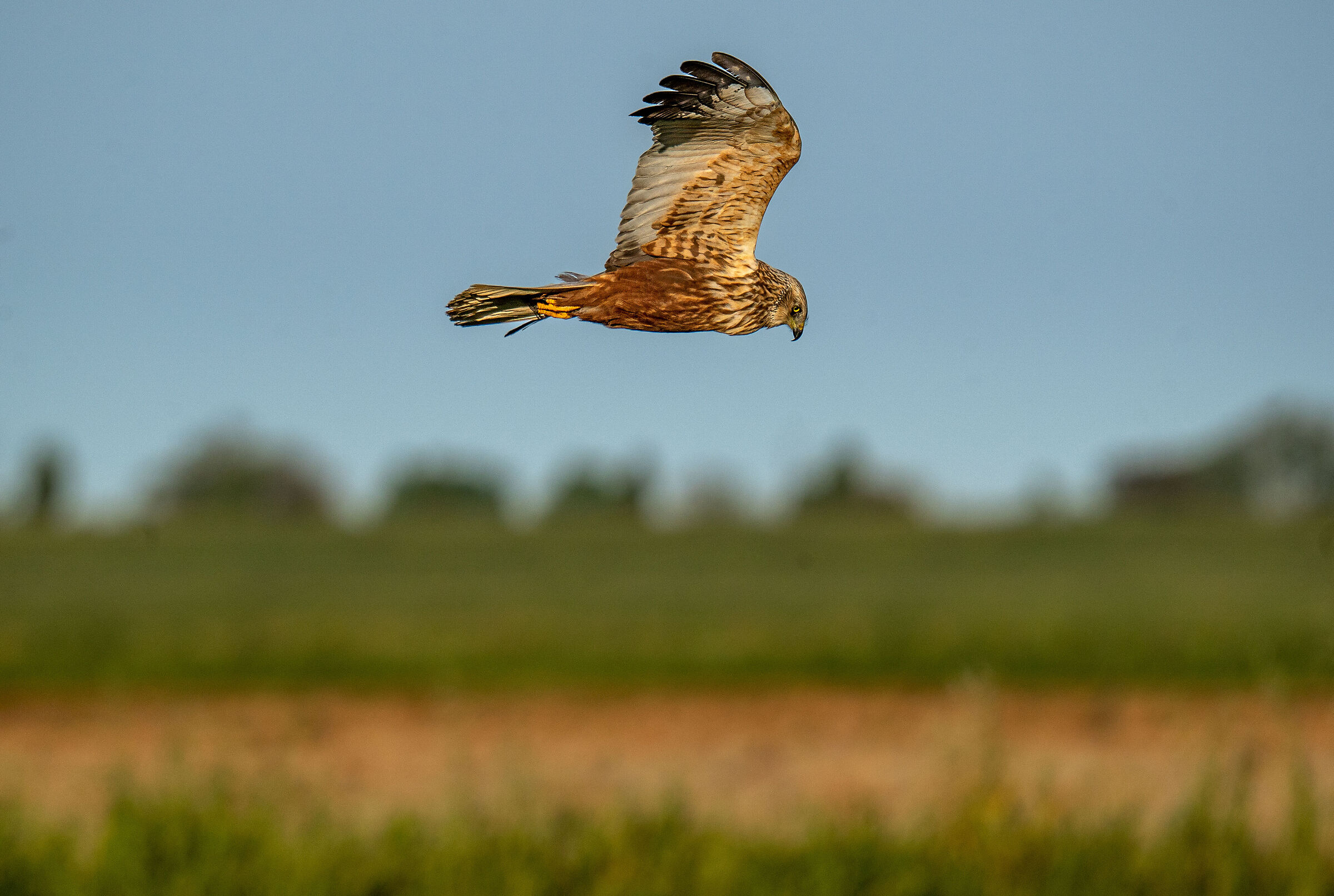 Male marsh harrier
