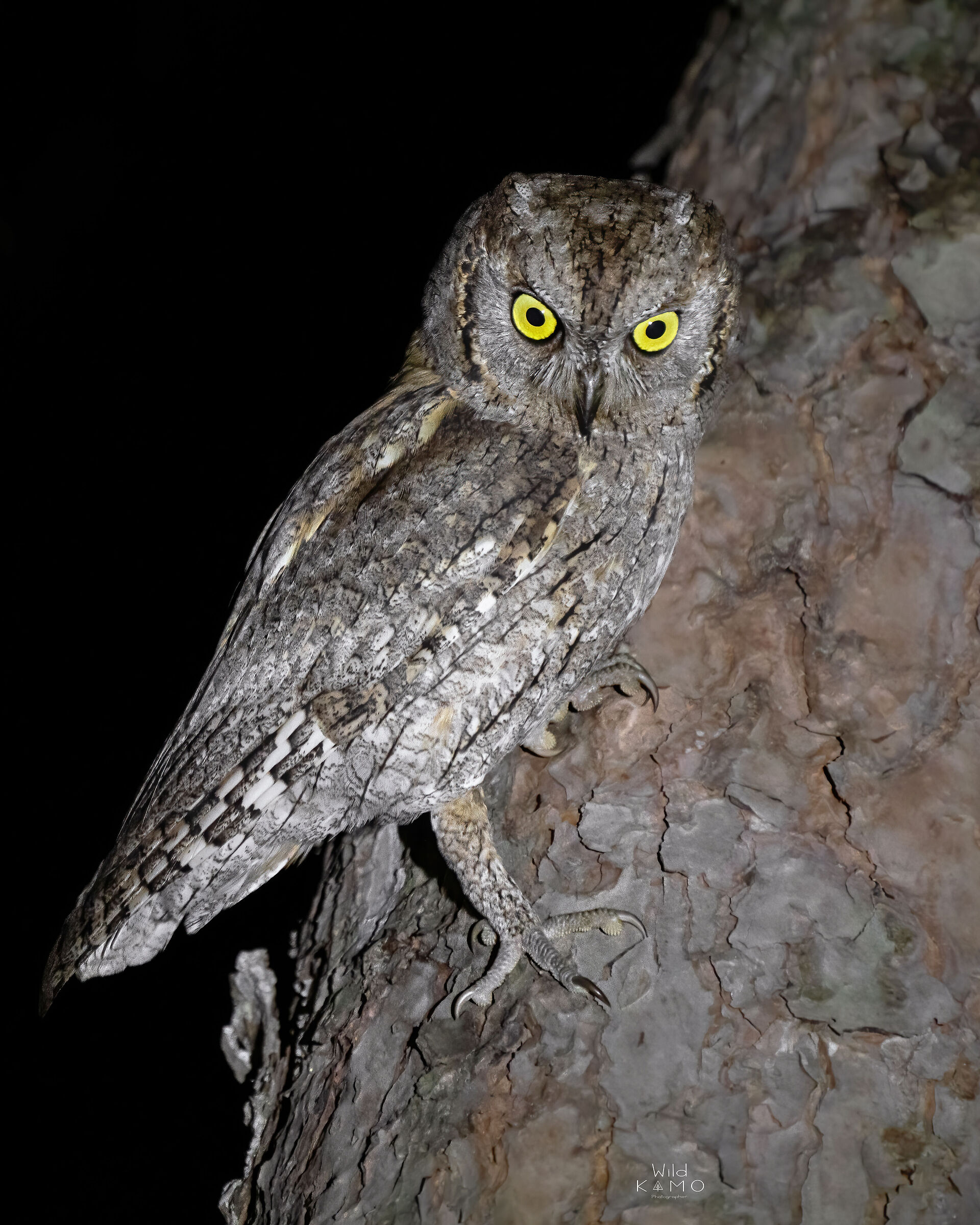 Incontri Notturni Assiolo