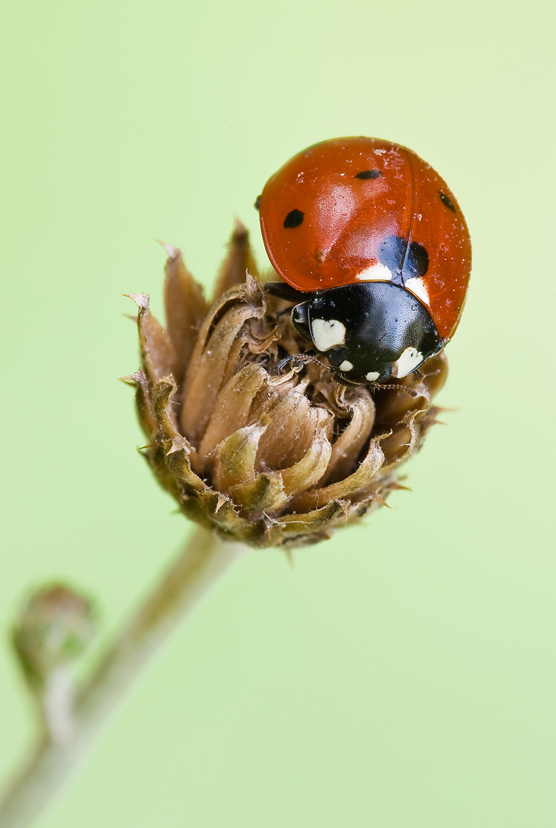 Ladybug