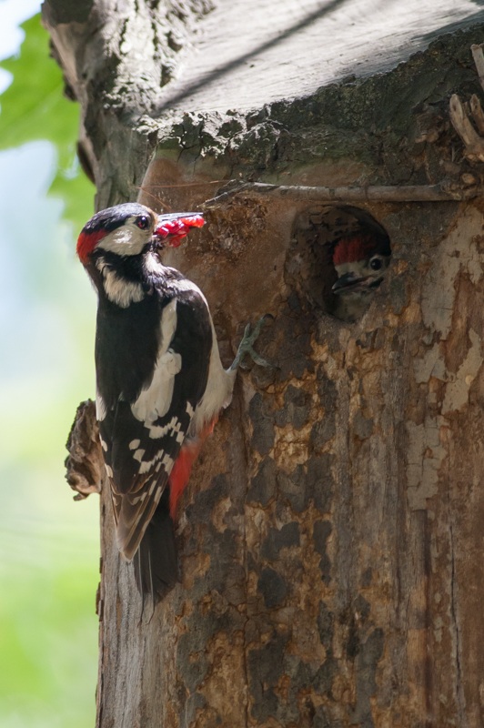 picchio rosso maggiore