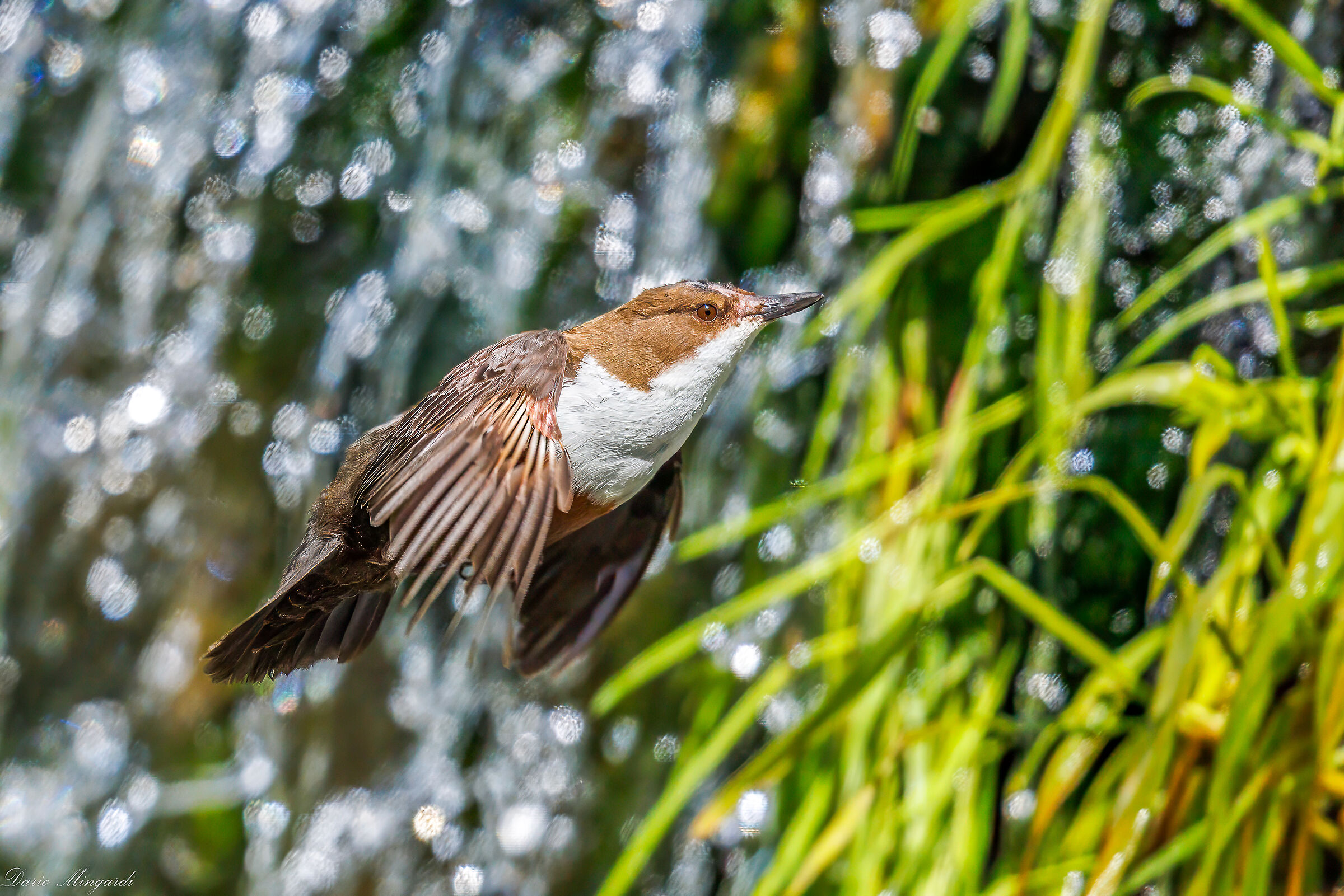 Dipper flying over waterfall 3